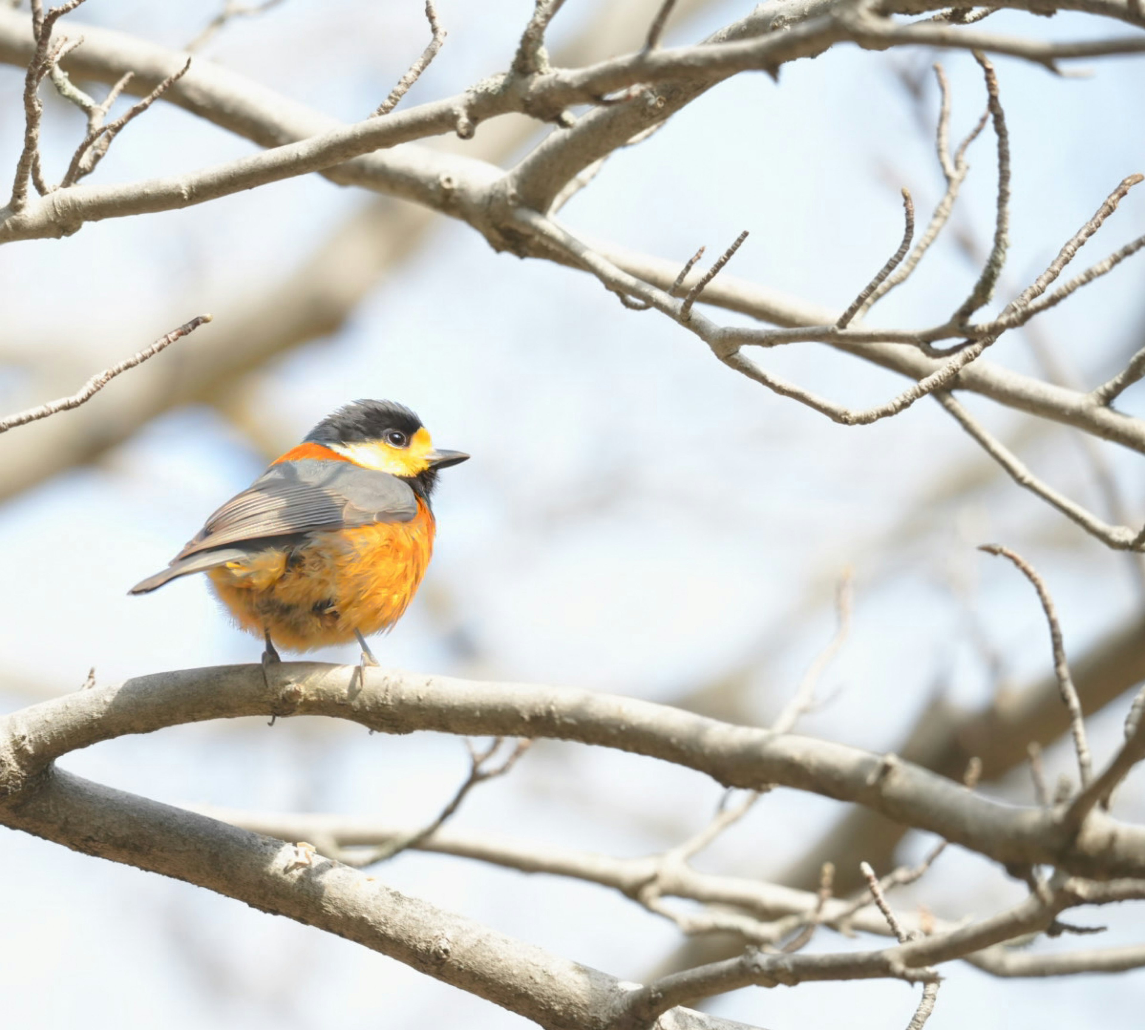 A vibrant orange and black bird perched on a tree branch