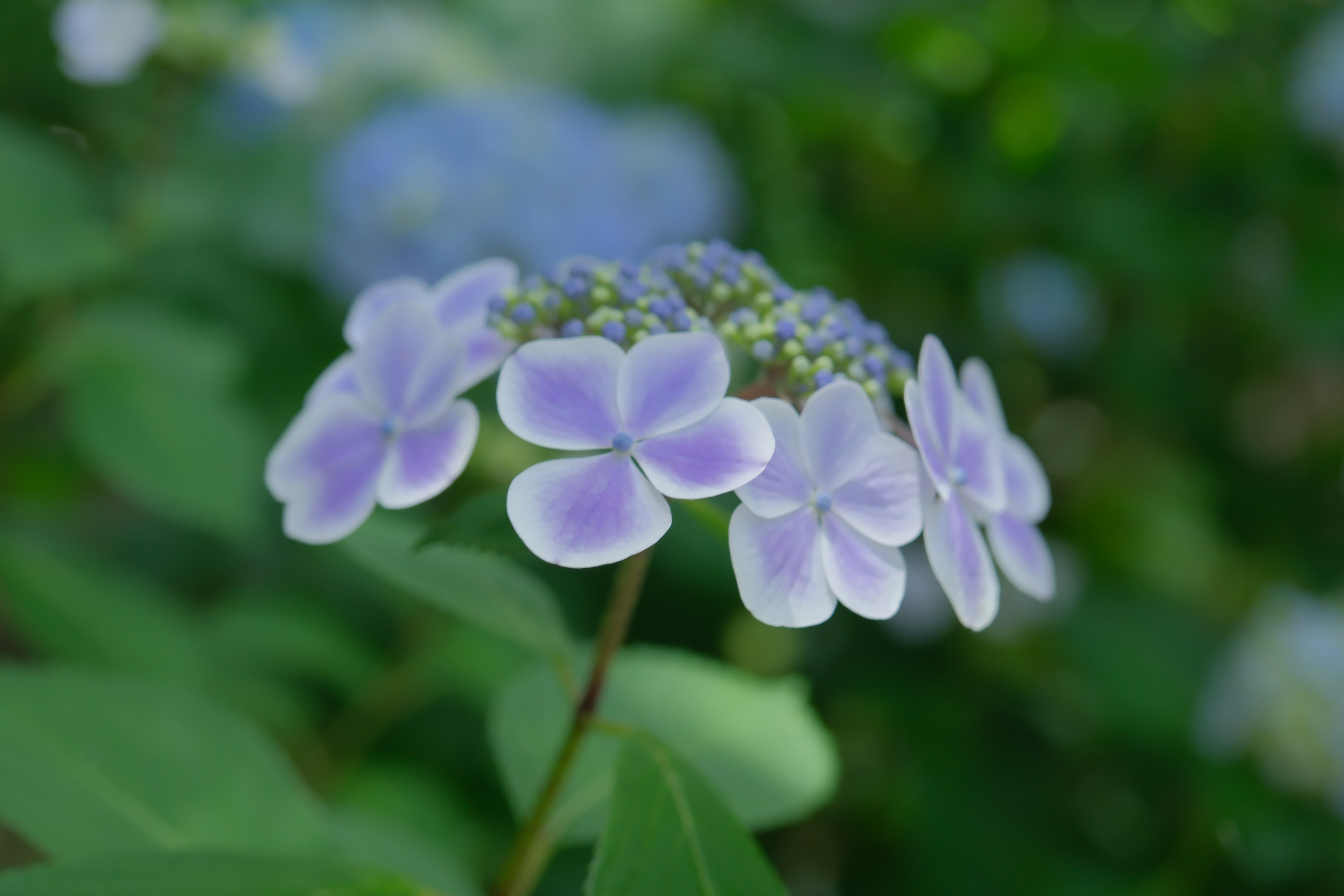 Close-up bunga hydrangea dengan kelopak ungu