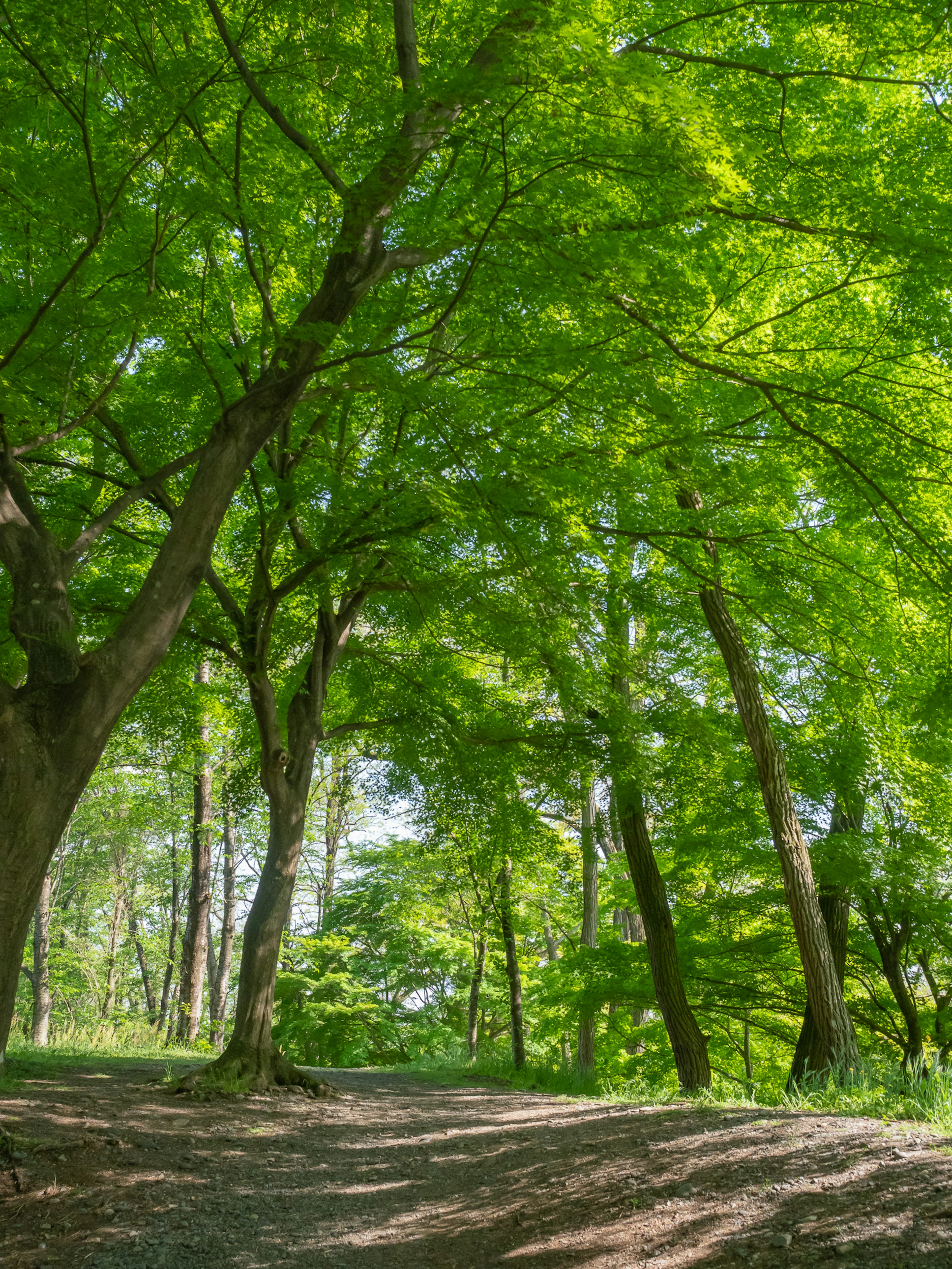 Üppige grüne Bäume, die einen ruhigen Waldweg säumen