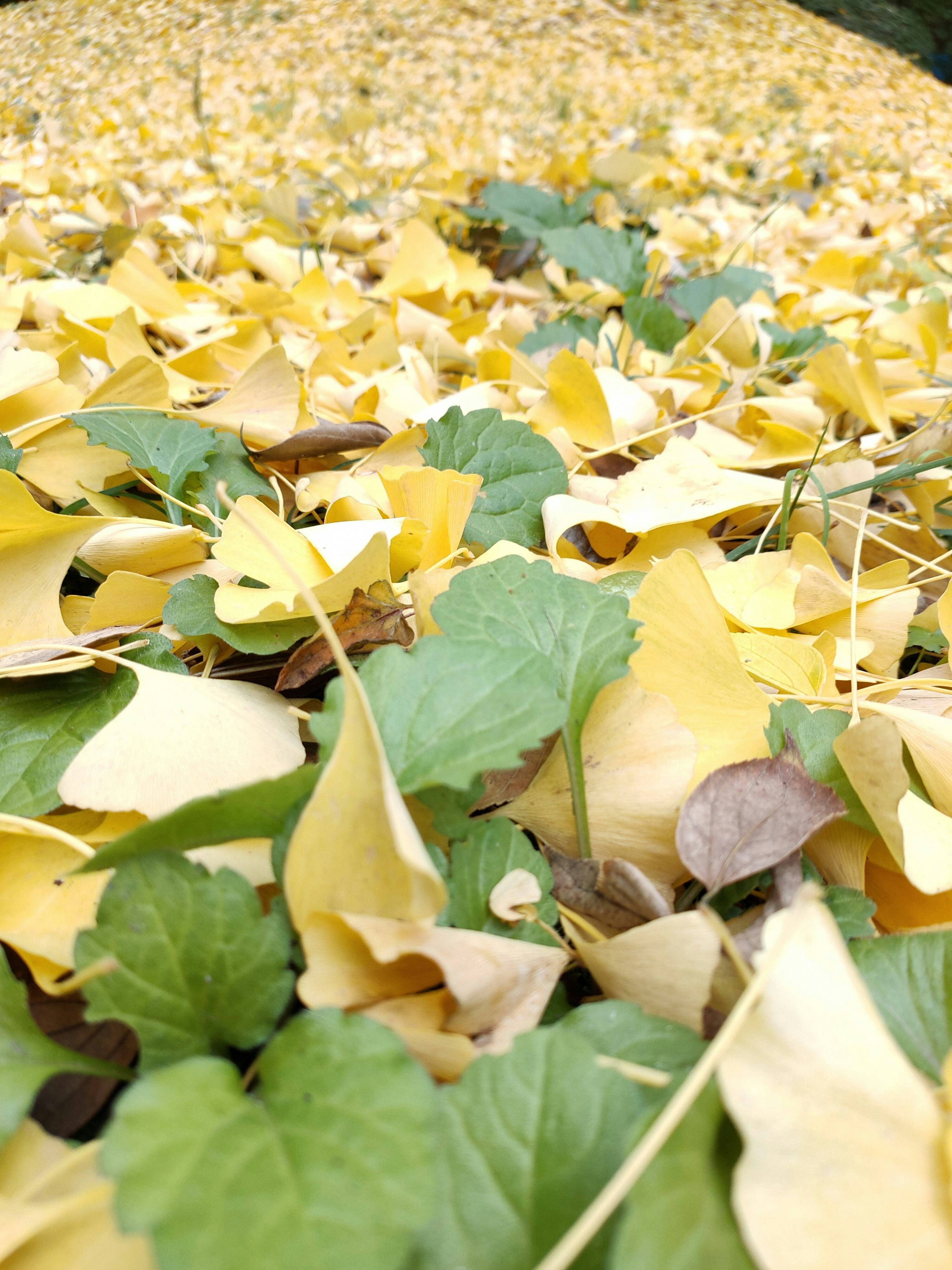 Gros plan du sol recouvert de feuilles jaunes et vertes