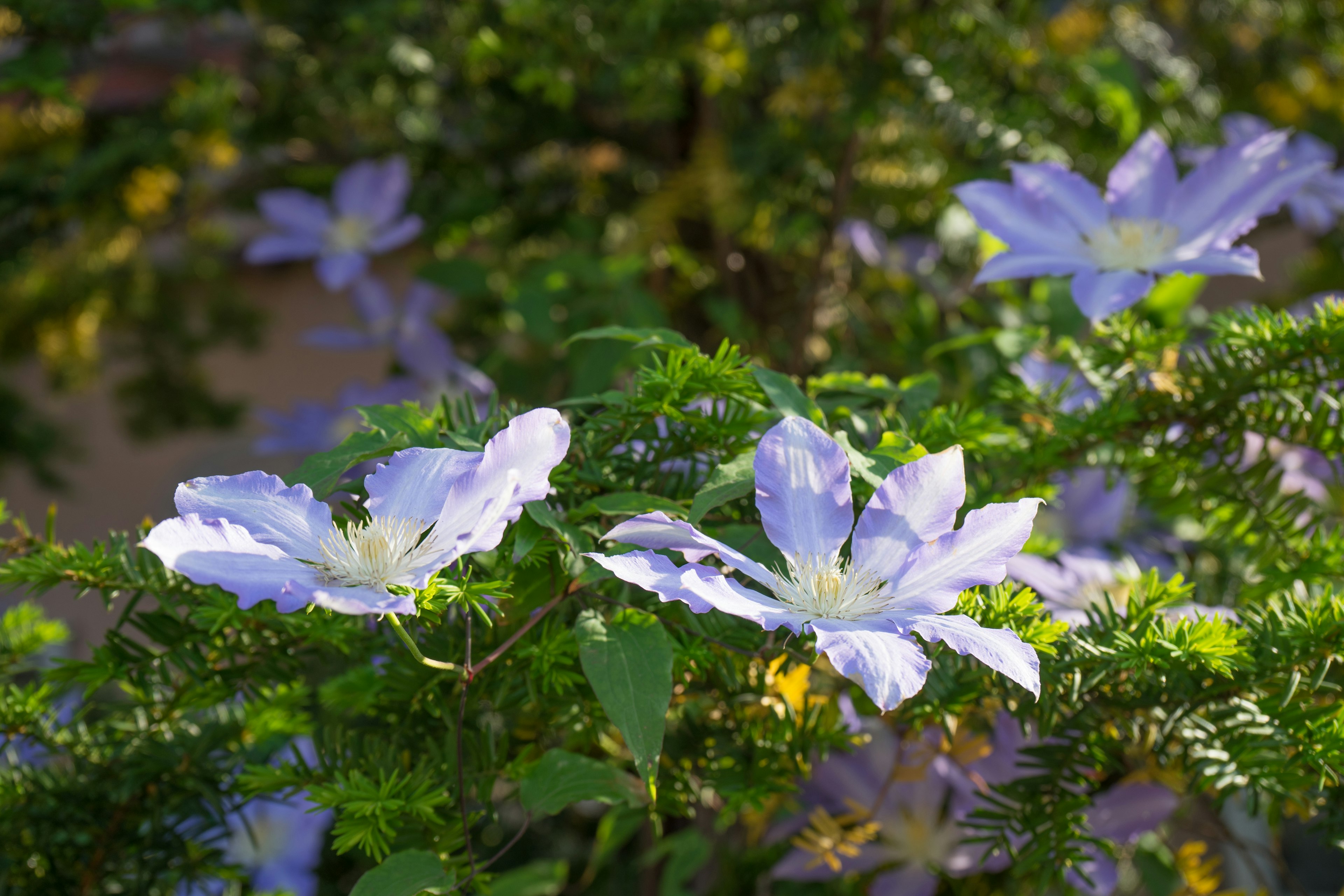 Primer plano de flores moradas floreciendo sobre follaje verde