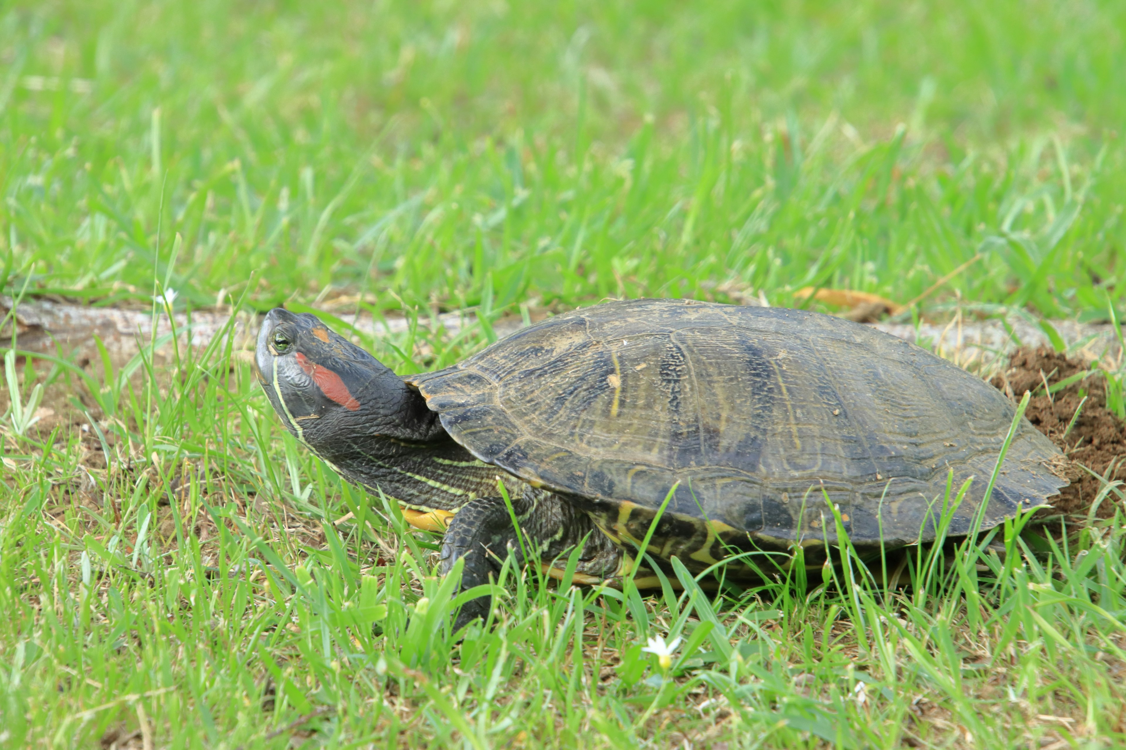 Une tortue marchant sur l'herbe avec une bande rouge sur la tête