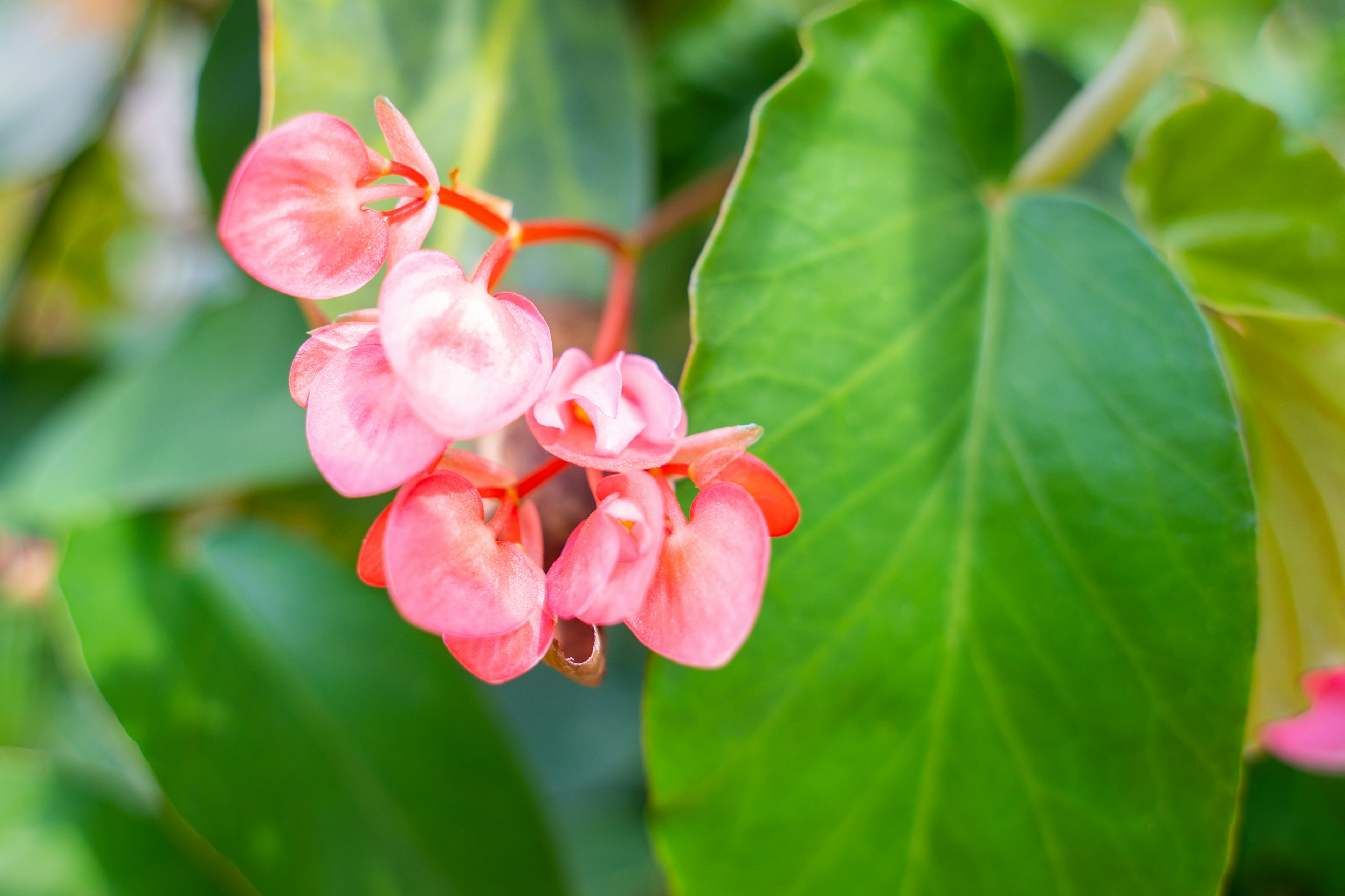 Nahaufnahme von blassen rosa Blumen, die zwischen grünen Blättern blühen