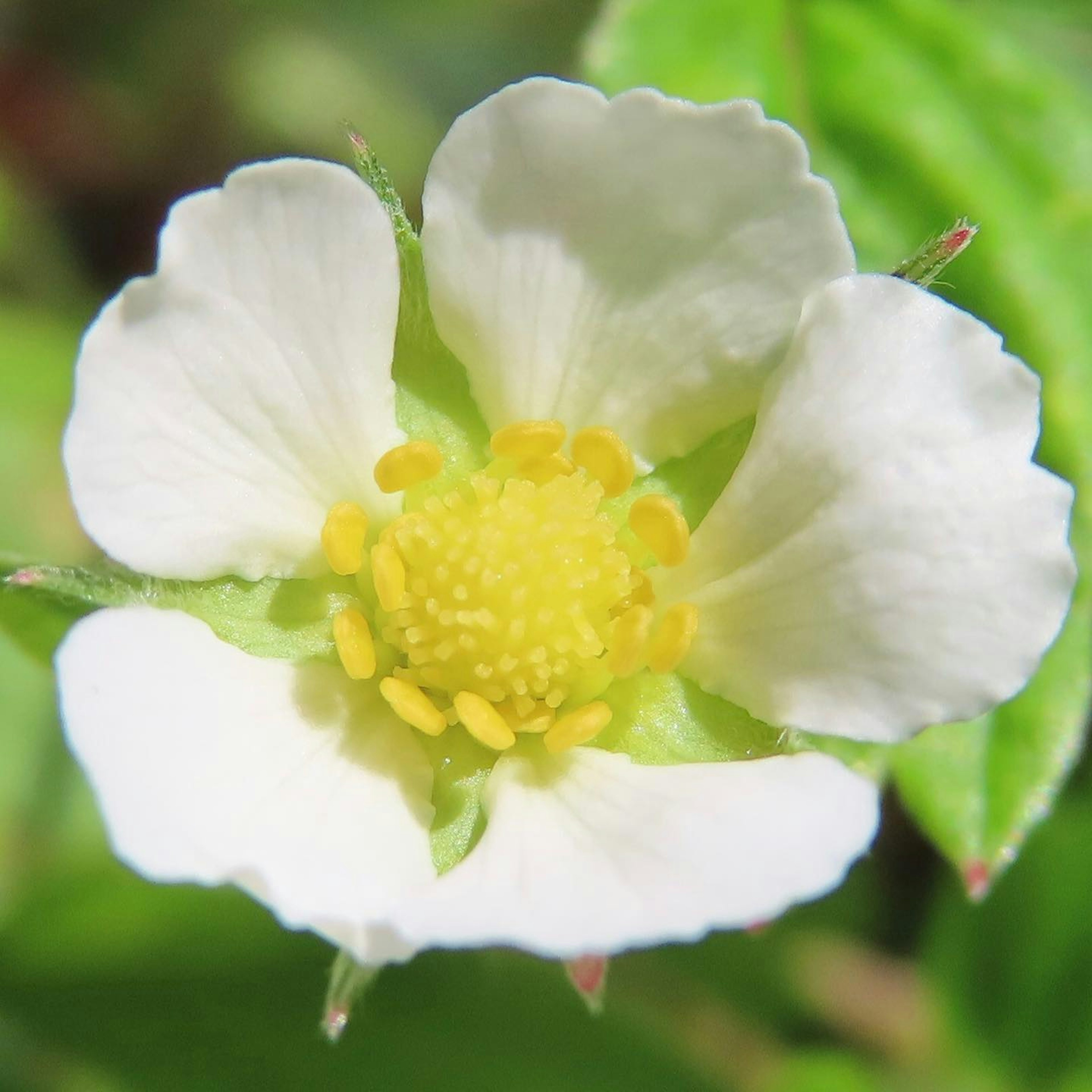 白いイチゴの花が緑の葉の中に咲いている