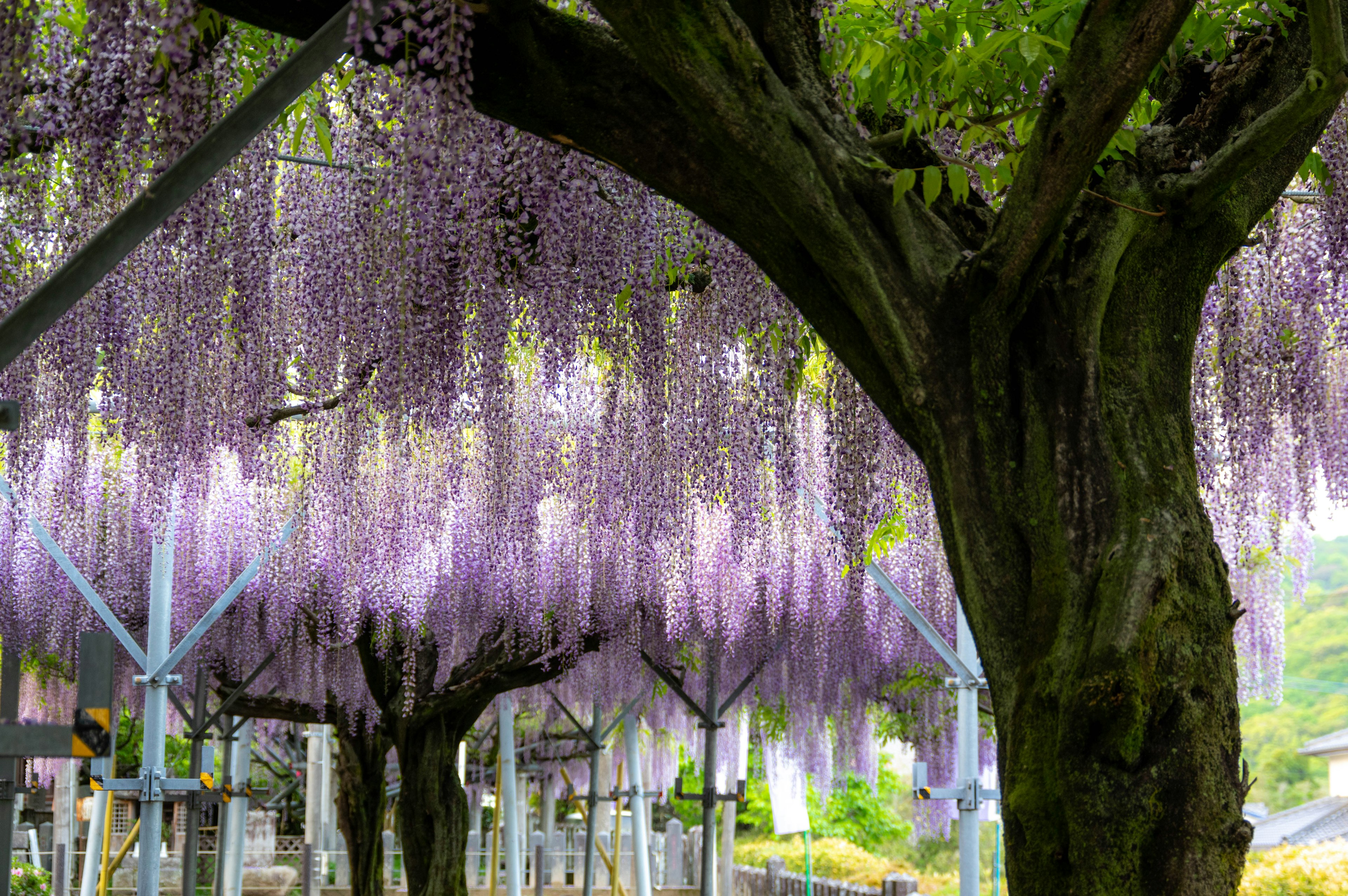 紫色の藤の花が垂れ下がる木々の風景