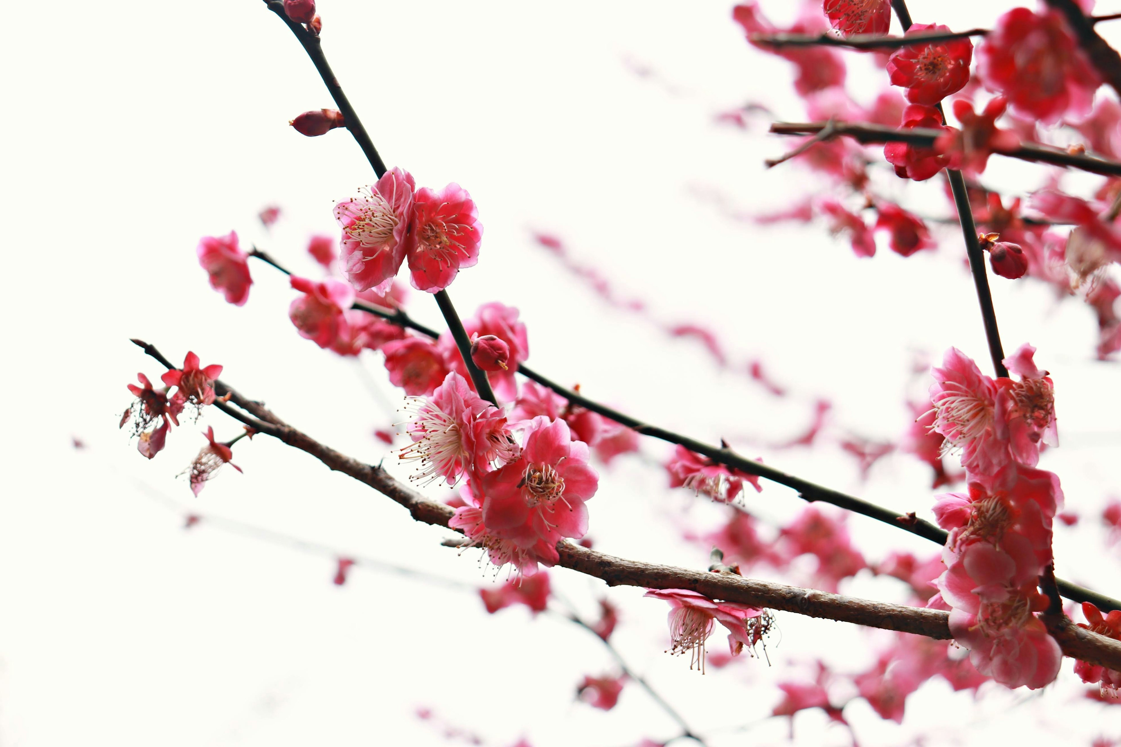 Close-up cabang bunga sakura berwarna merah muda