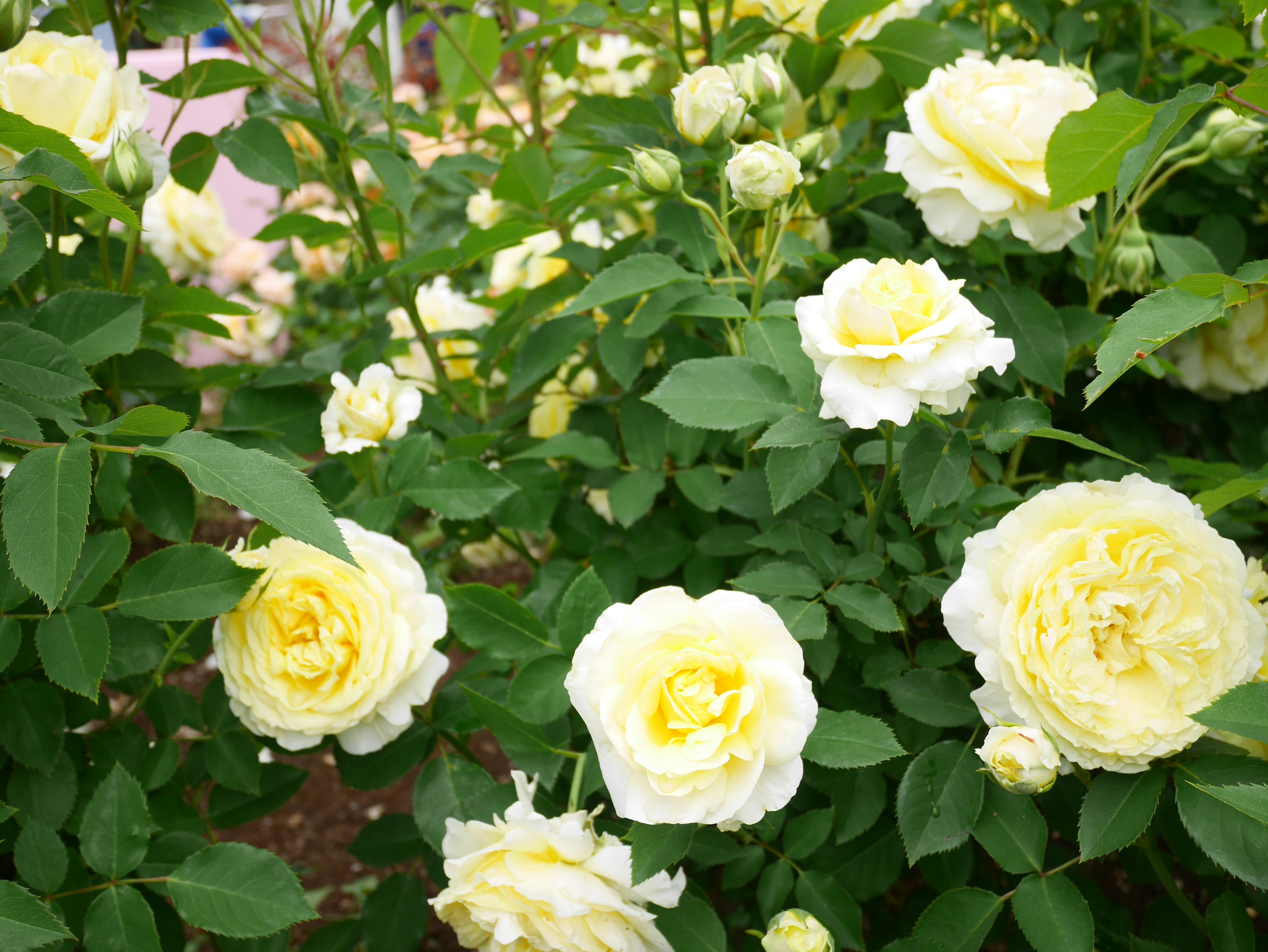 淡い黄色のバラの花が咲く緑の葉の茂み