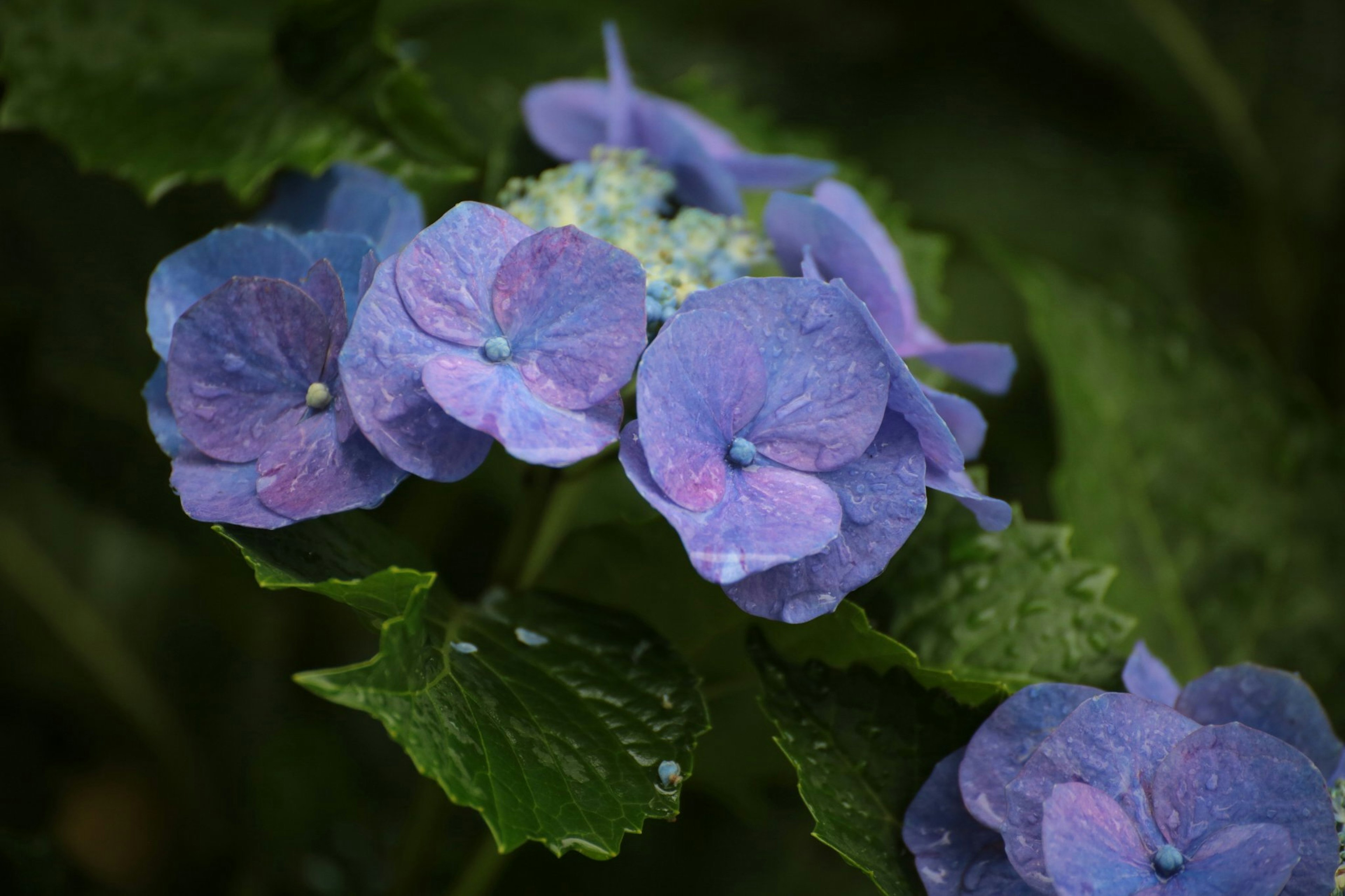 Un gruppo di fiori di ortensia viola circondati da foglie verdi