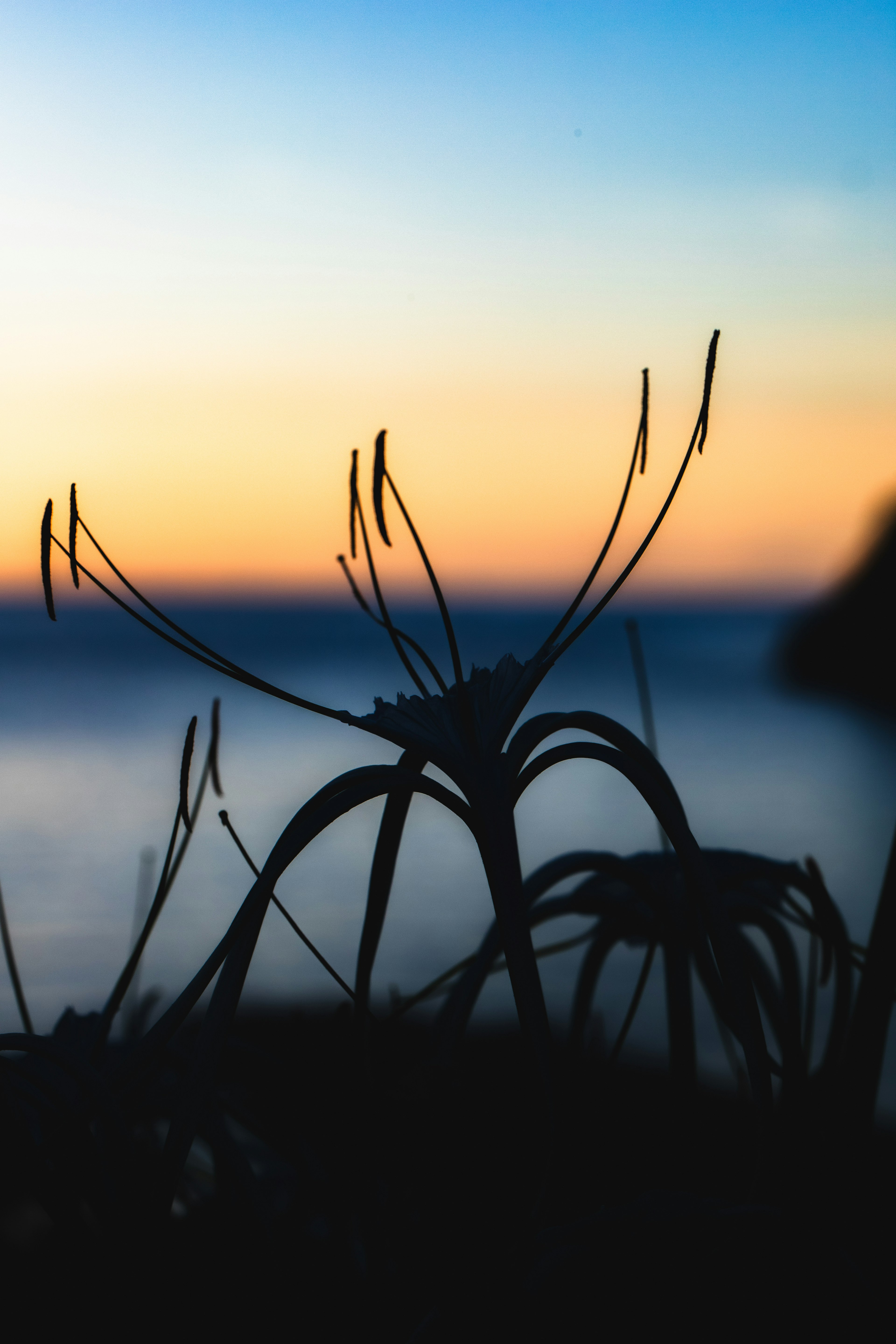 Silhouette of plants against a sunset over the sea