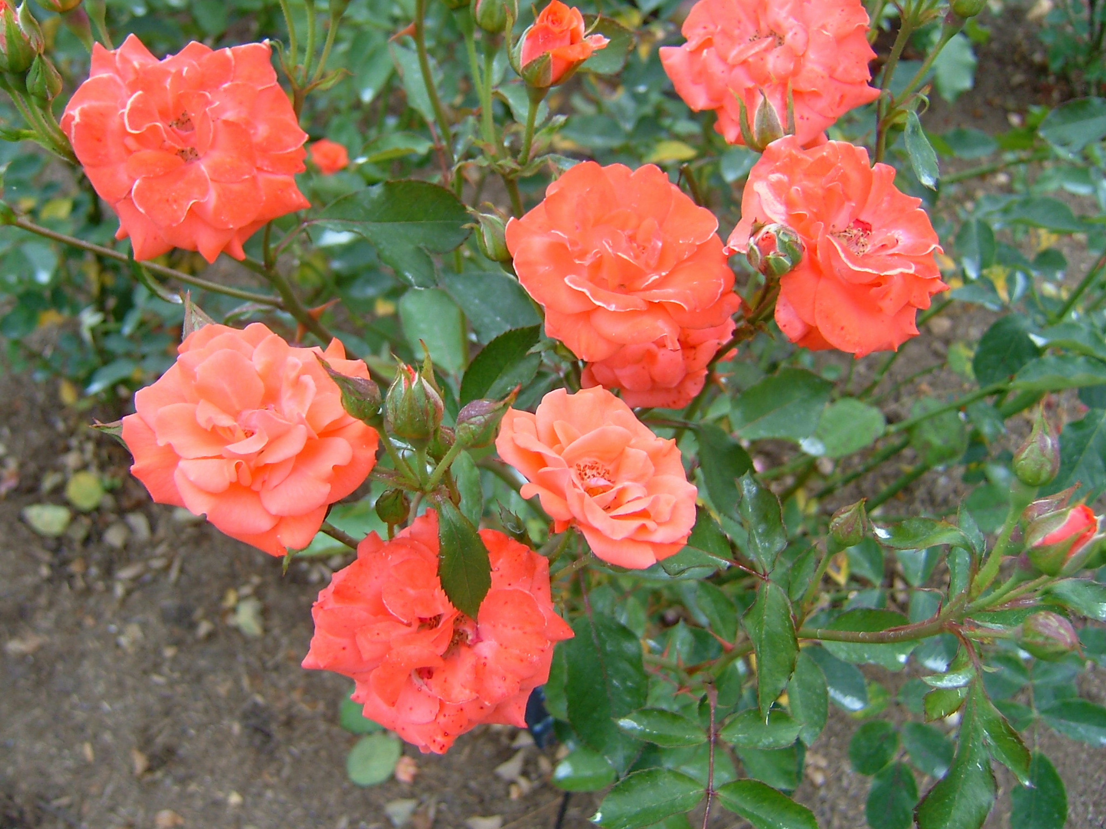 Un joli bouquet de roses orange entouré de feuilles vertes