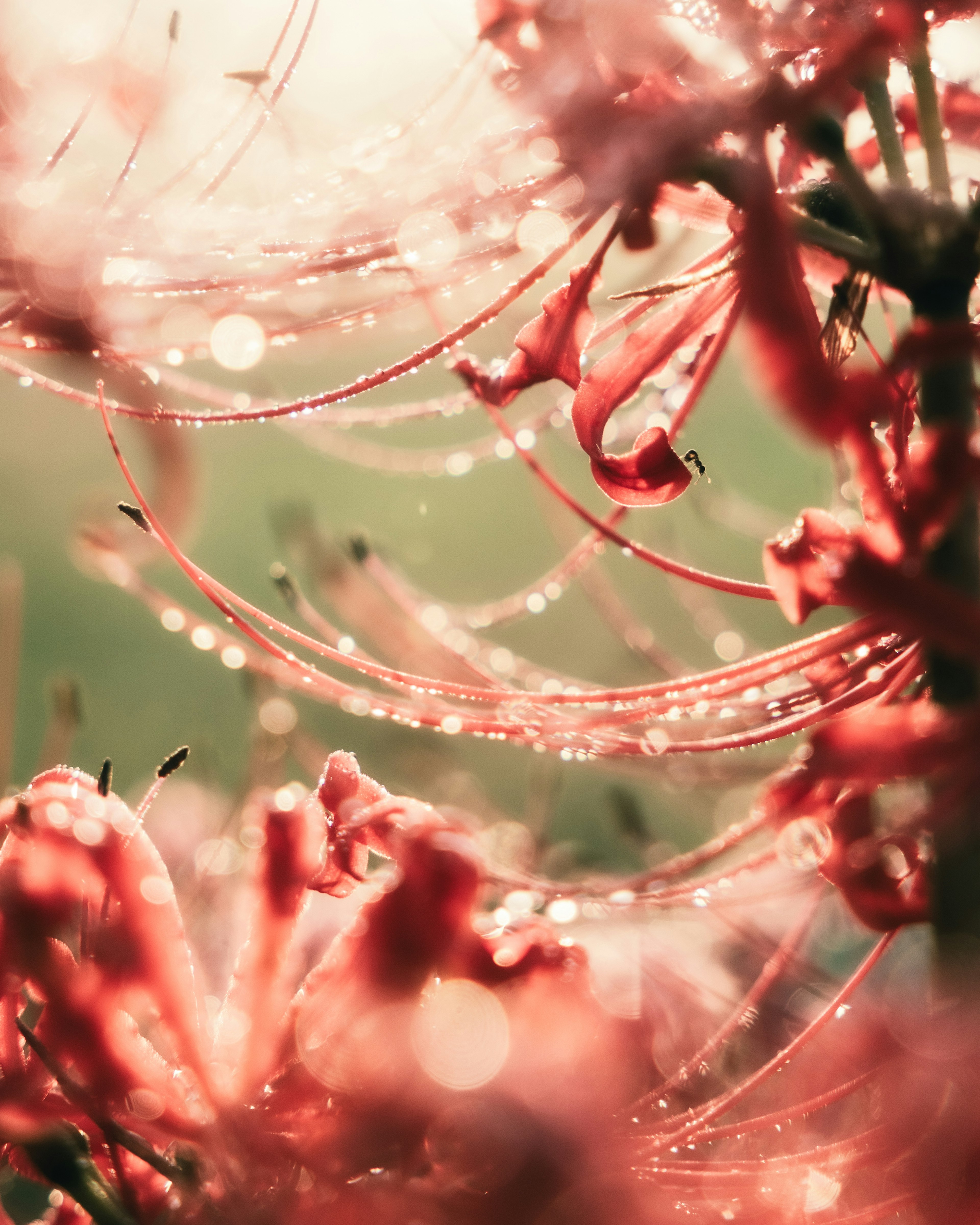 Close-up image of beautiful red flowers with dew drops