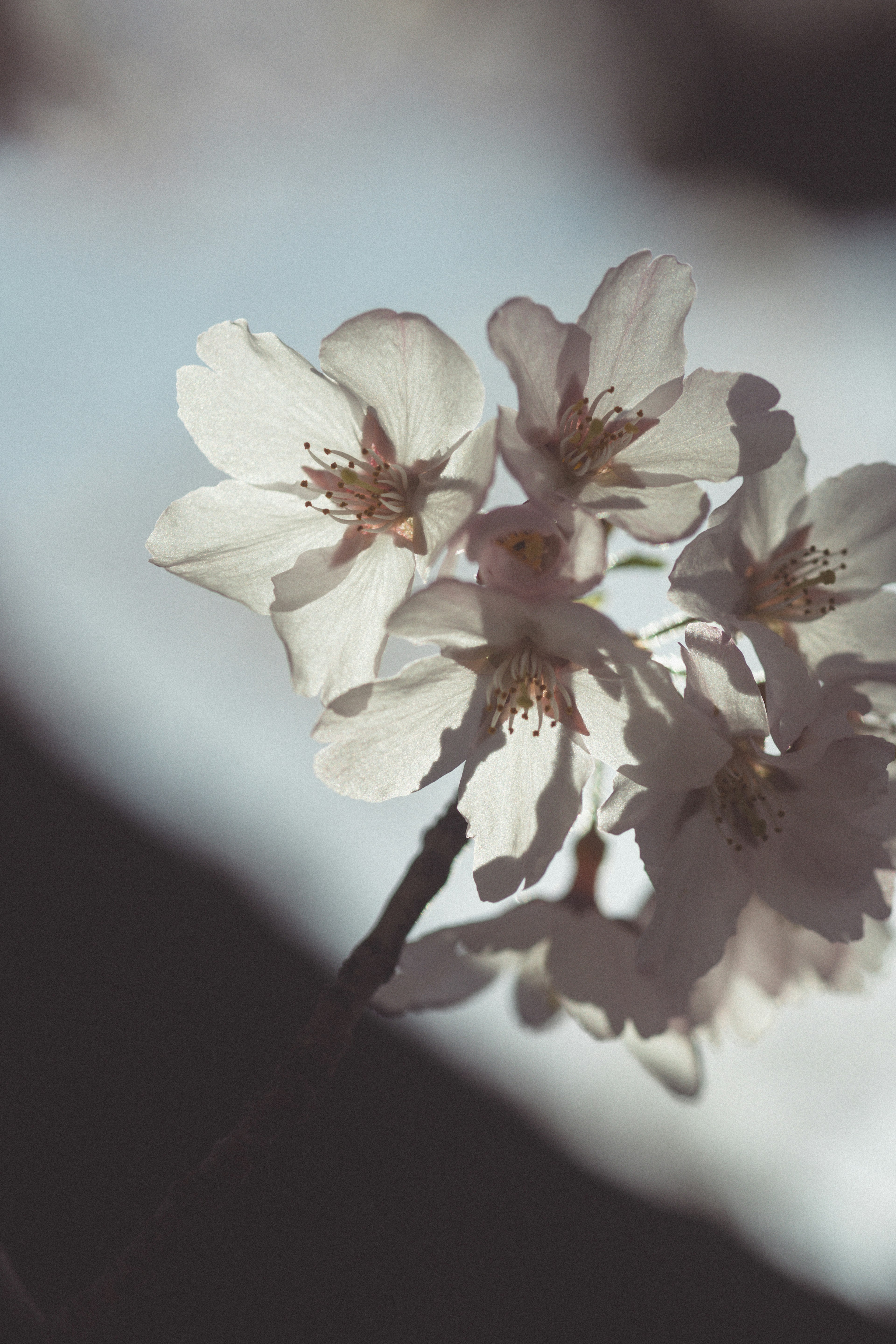 Close-up of white cherry blossoms on a branch