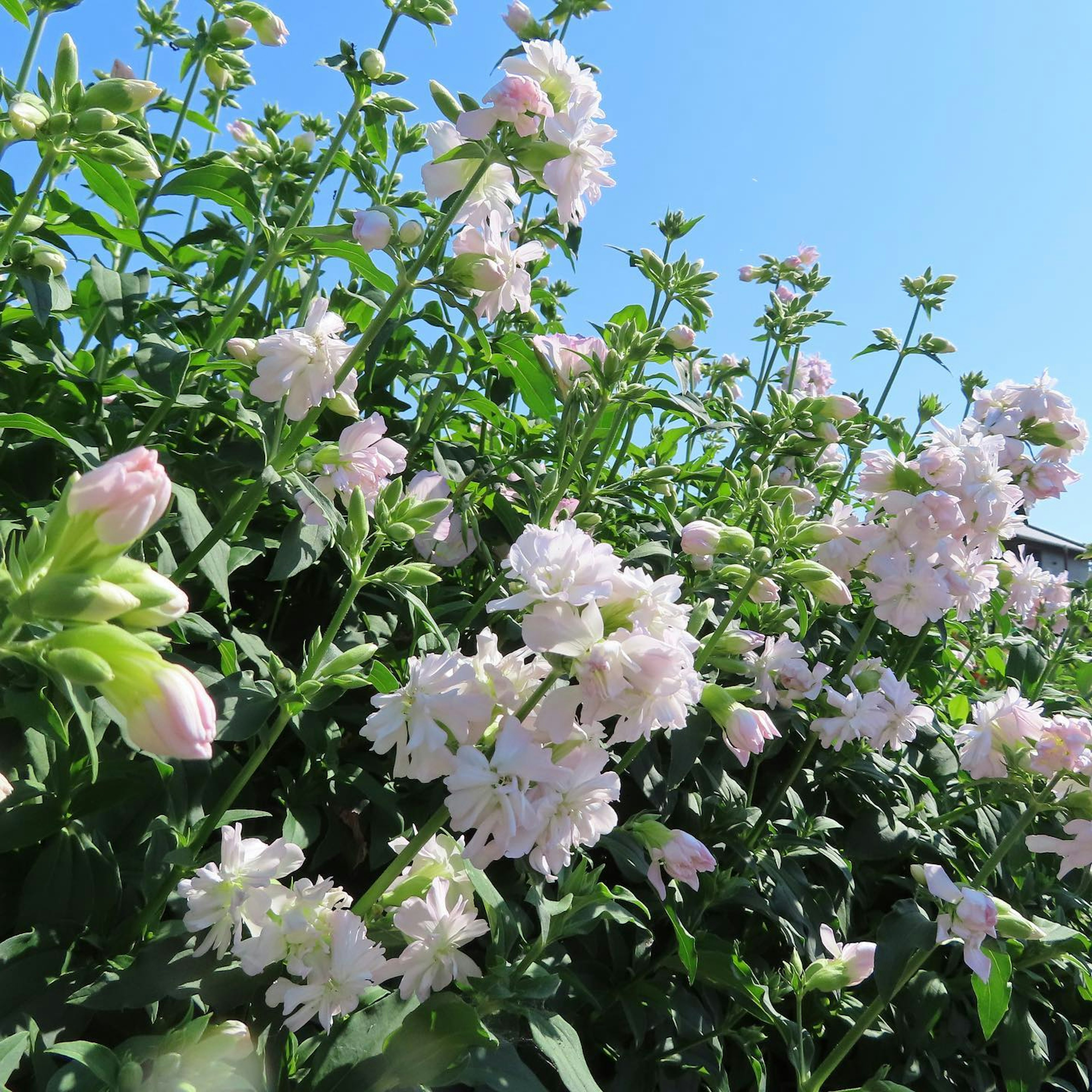 青空の下に咲く淡いピンク色の花々と緑の葉