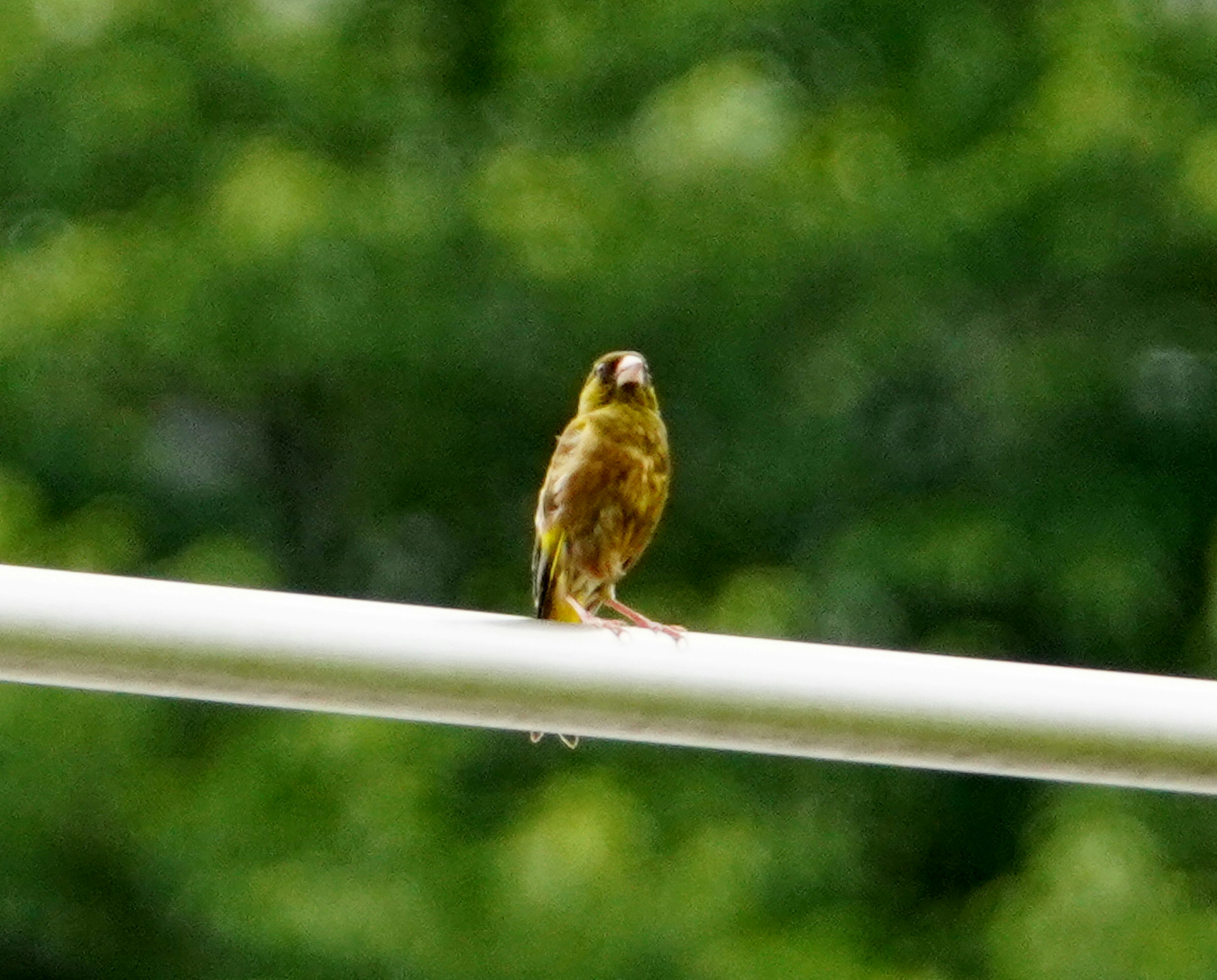 Ein kleiner gelber Vogel, der auf einem weißen Pfosten mit grünem Hintergrund sitzt