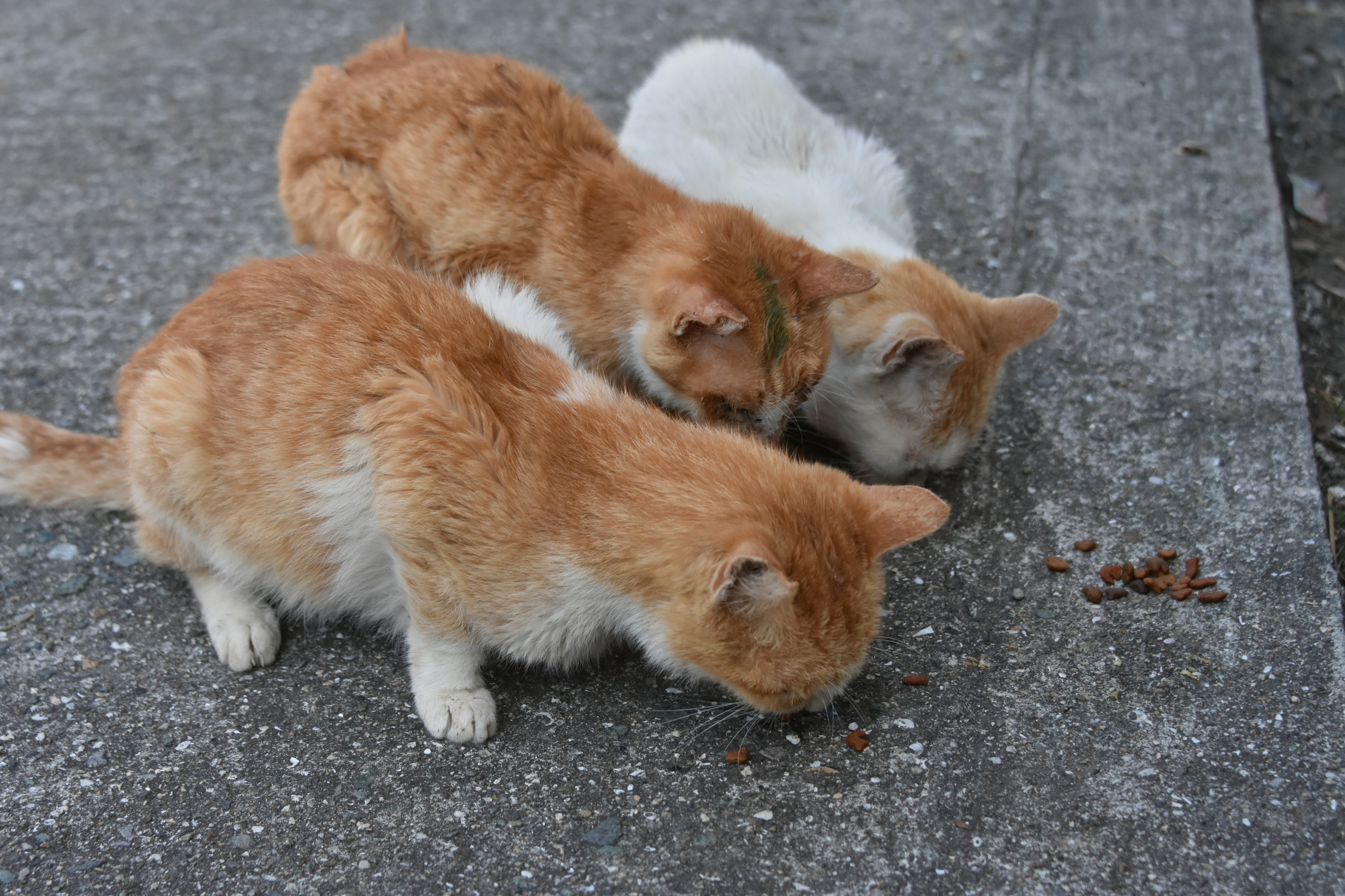 Tres gatos naranjas comiendo comida sobre una superficie de concreto