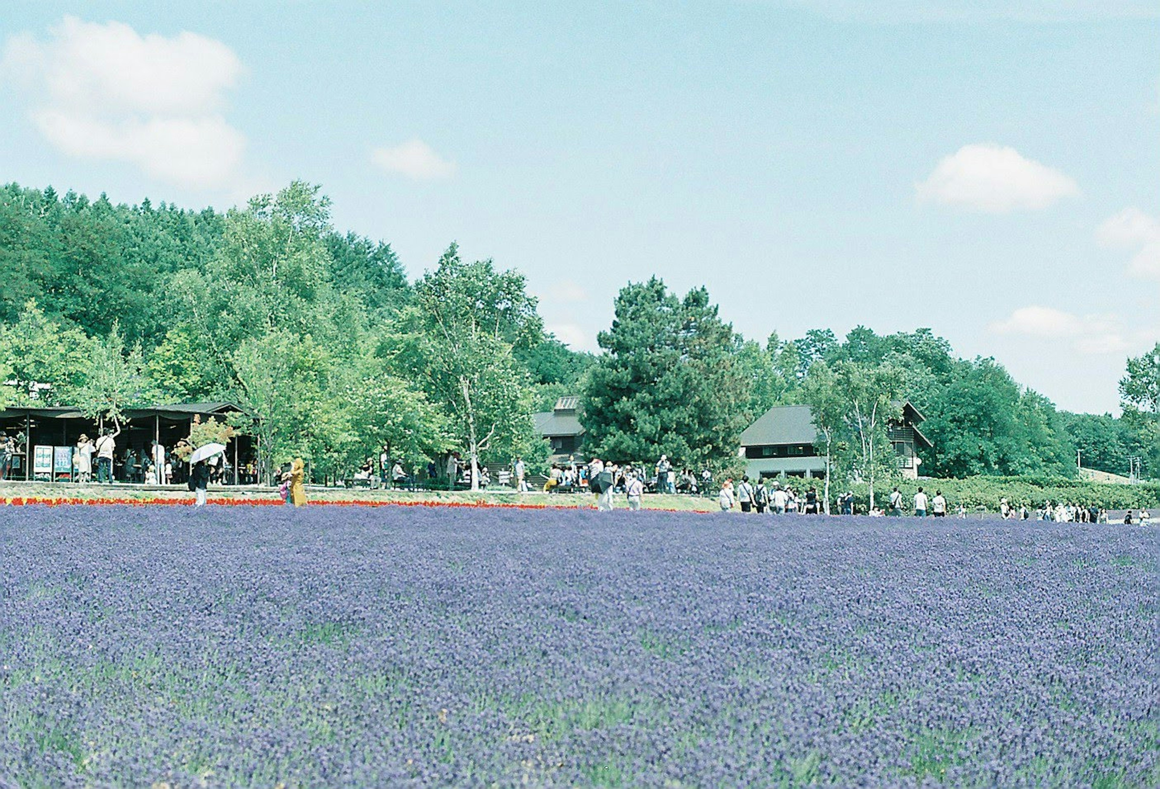 Lavender field in purple with green trees and people gathering