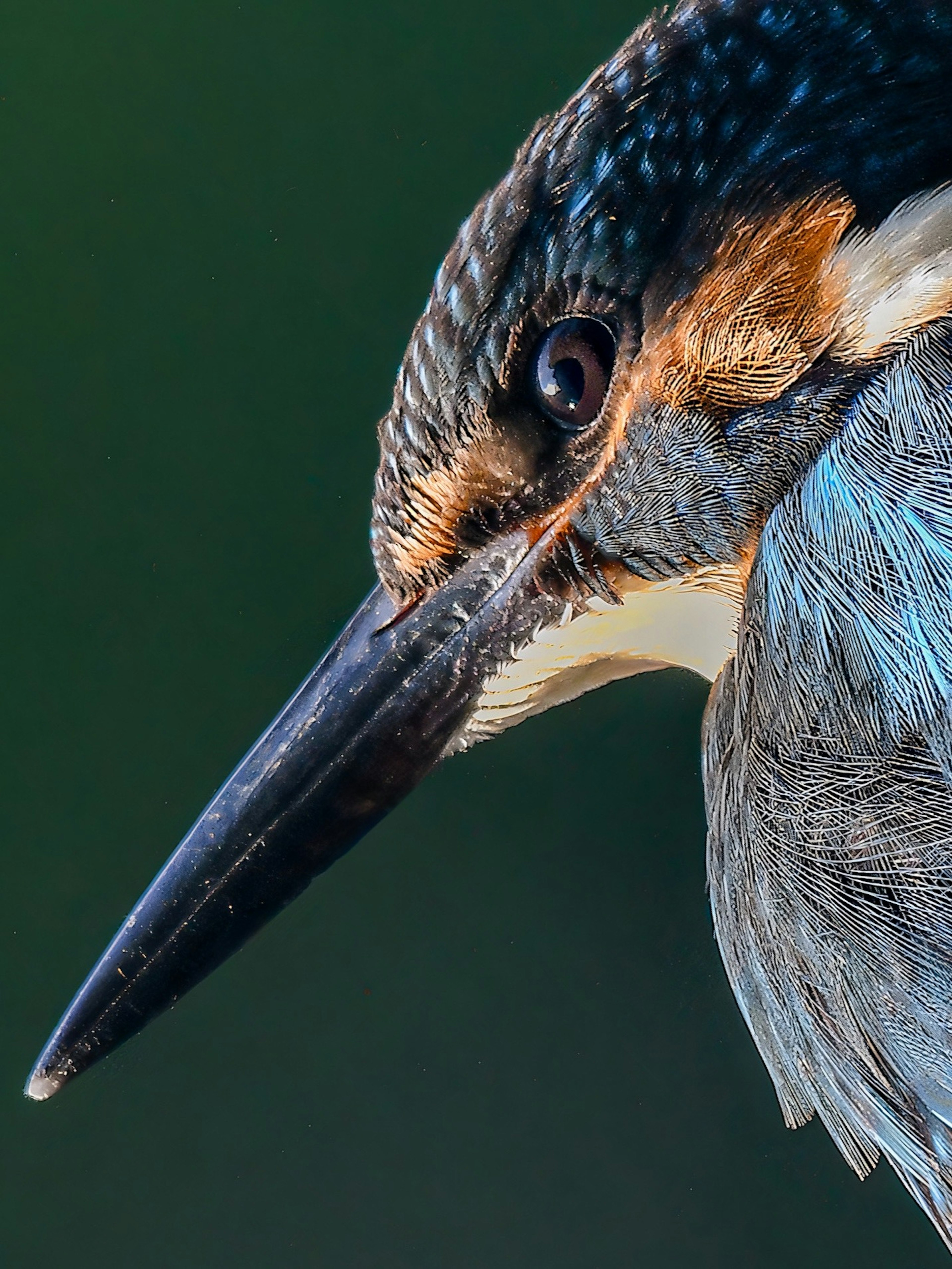 Close-up image of a kingfisher with vibrant blue feathers