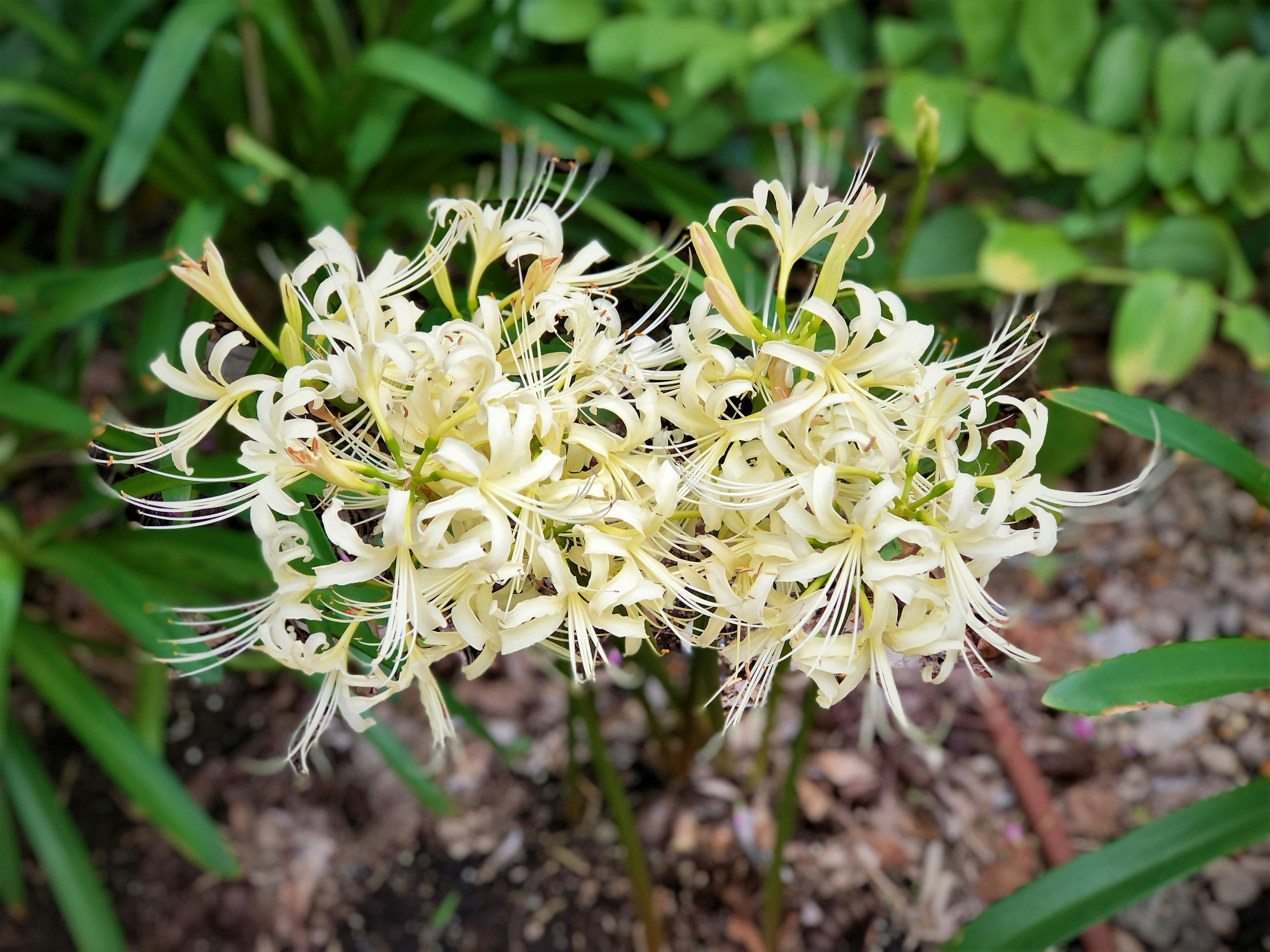 Primo piano di un grappolo di fiori bianchi con petali lunghi