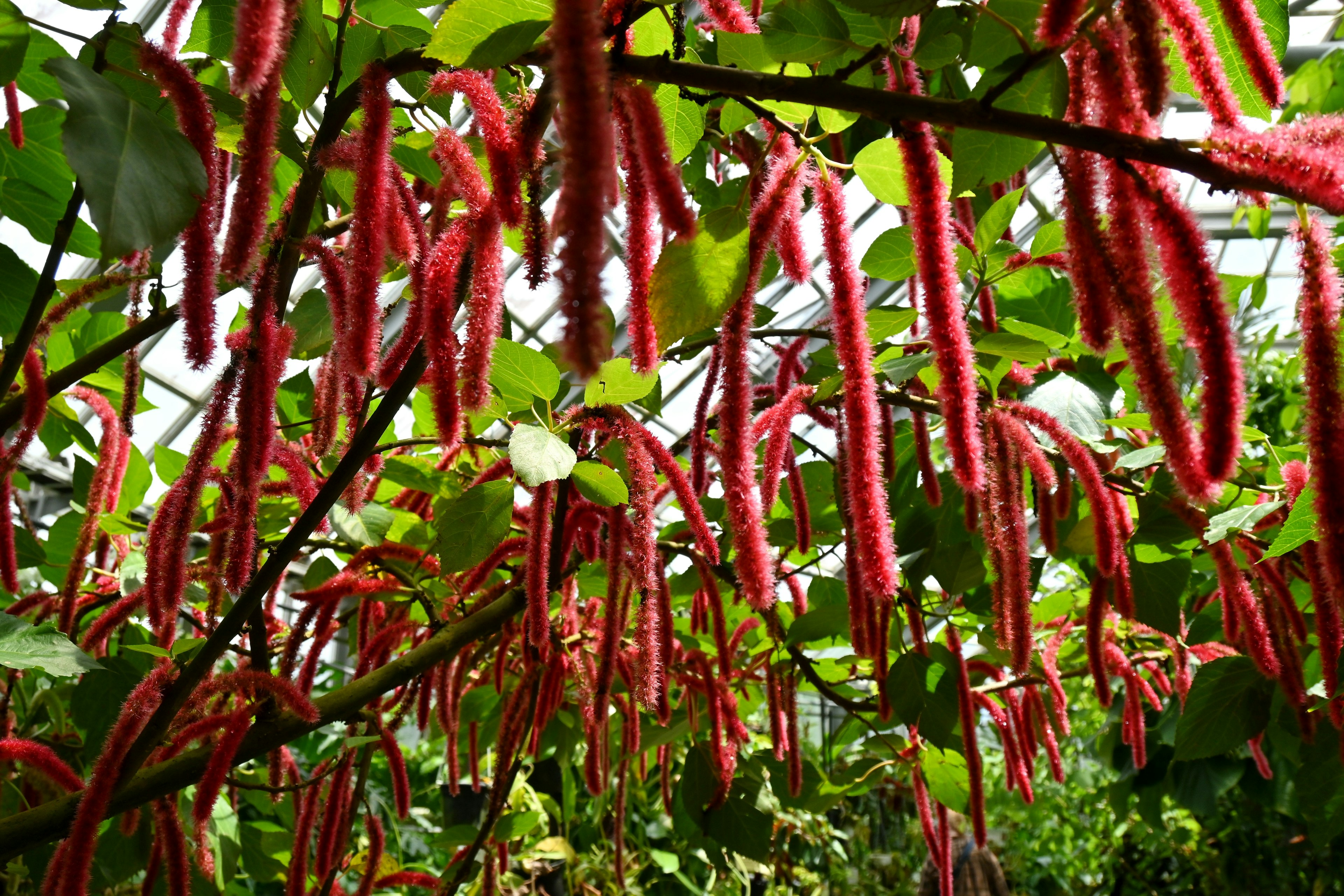 Pianta con fiori rossi appesi circondata da foglie verdi