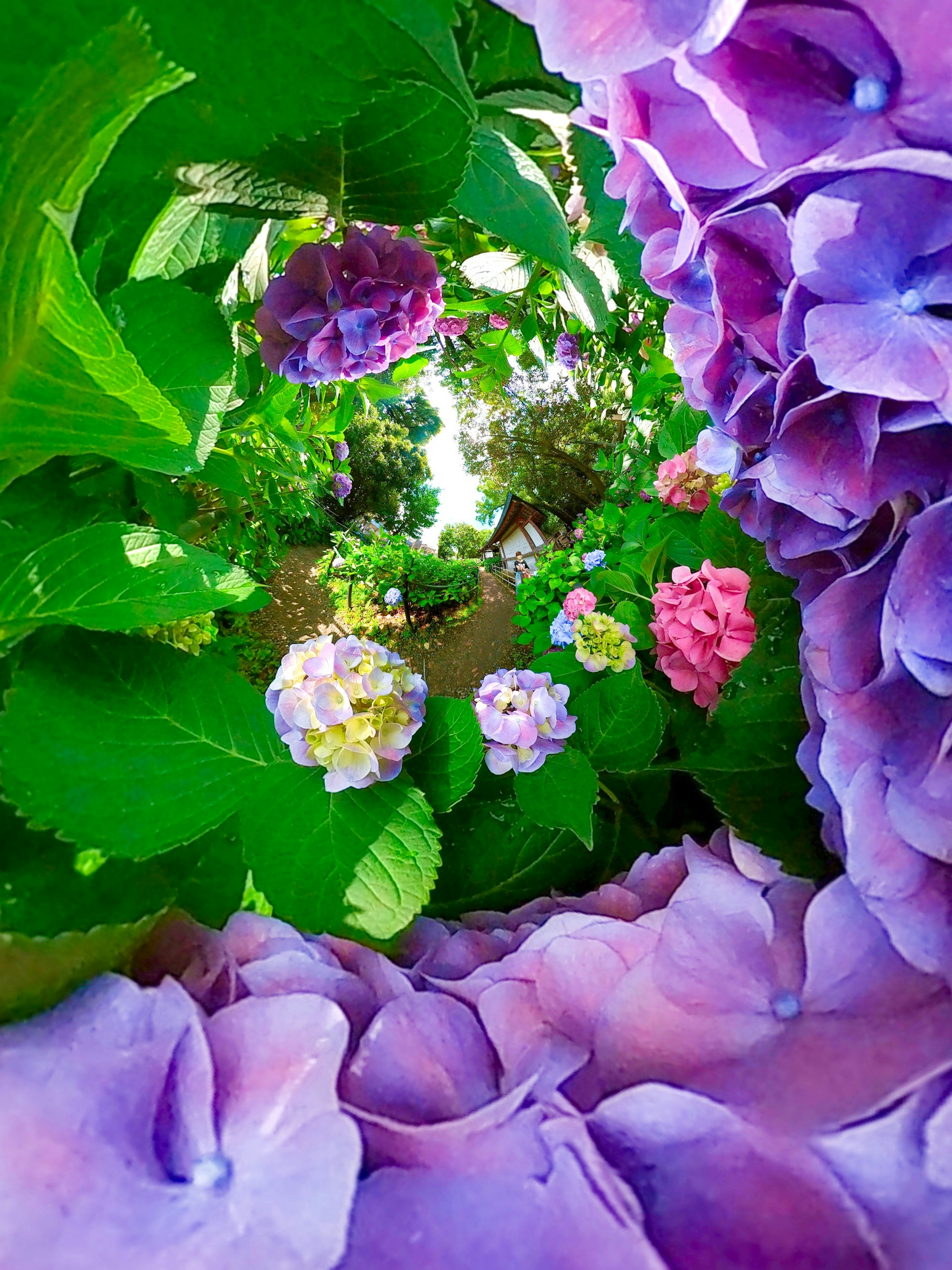 美麗的花園場景，色彩繽紛的盛開花朵