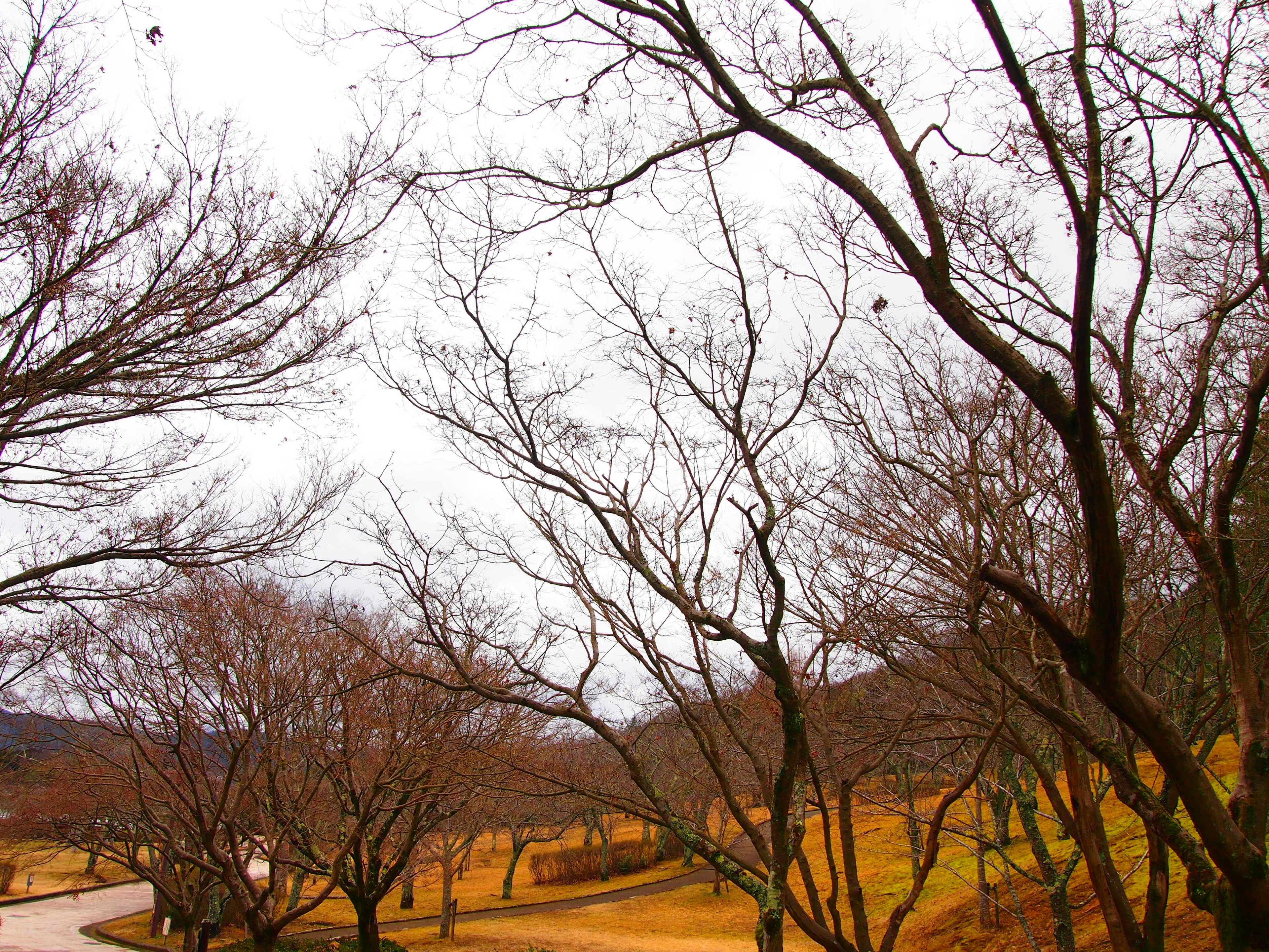 Bare trees in a winter landscape with a gray sky