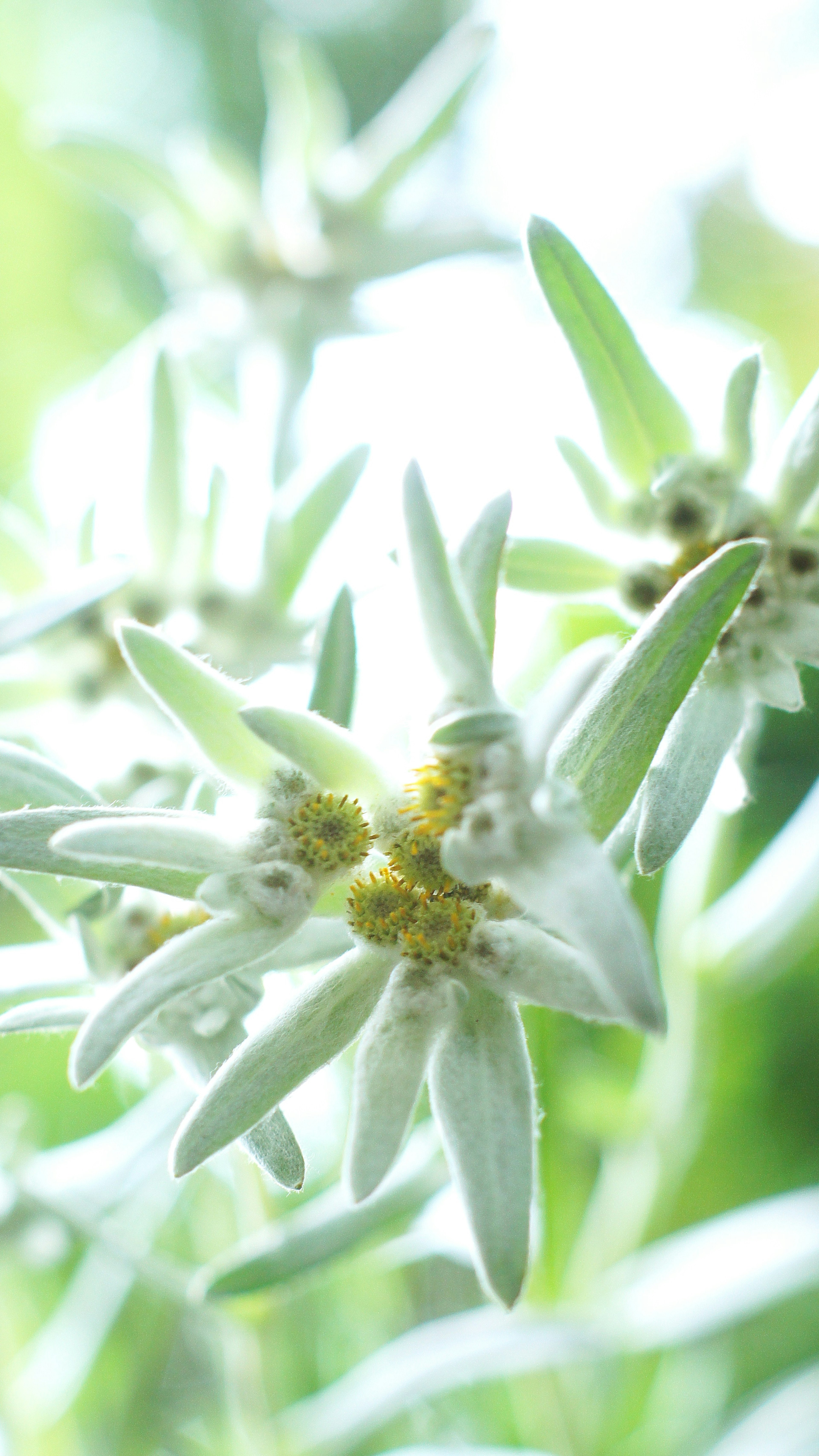 Flores de edelweiss floreciendo suavemente en luz suave