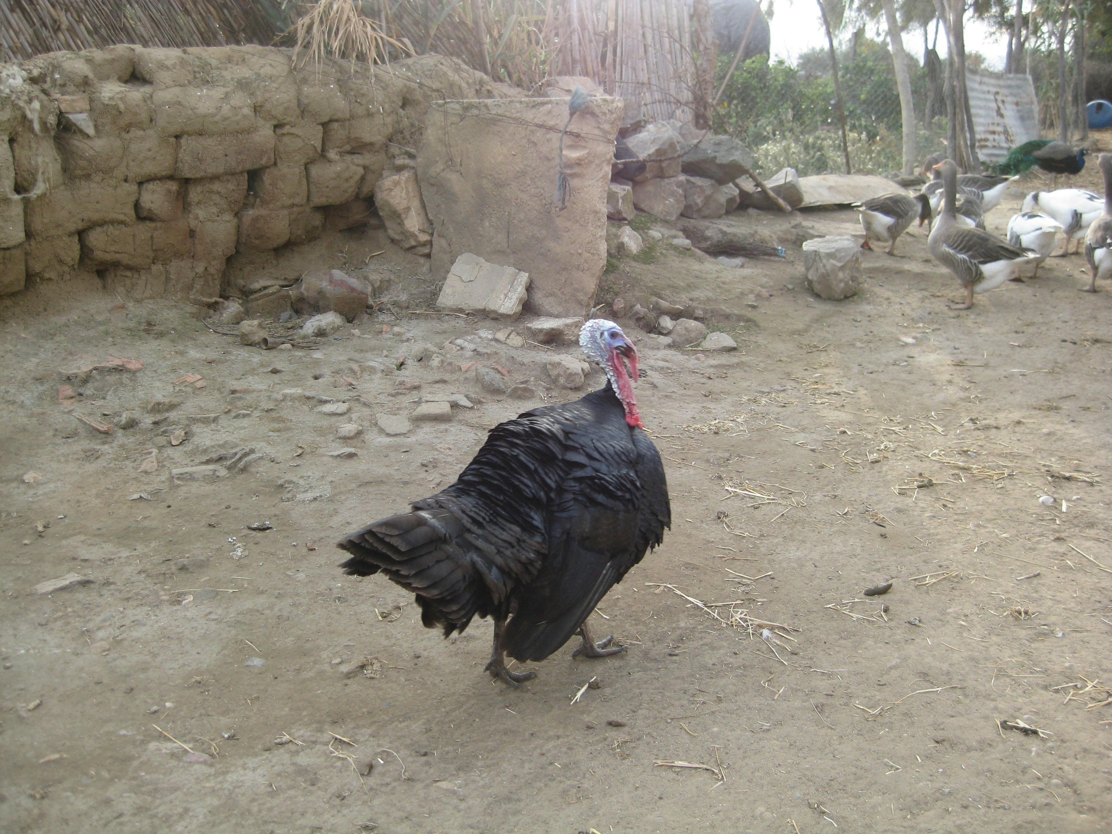 A black turkey walking on the ground