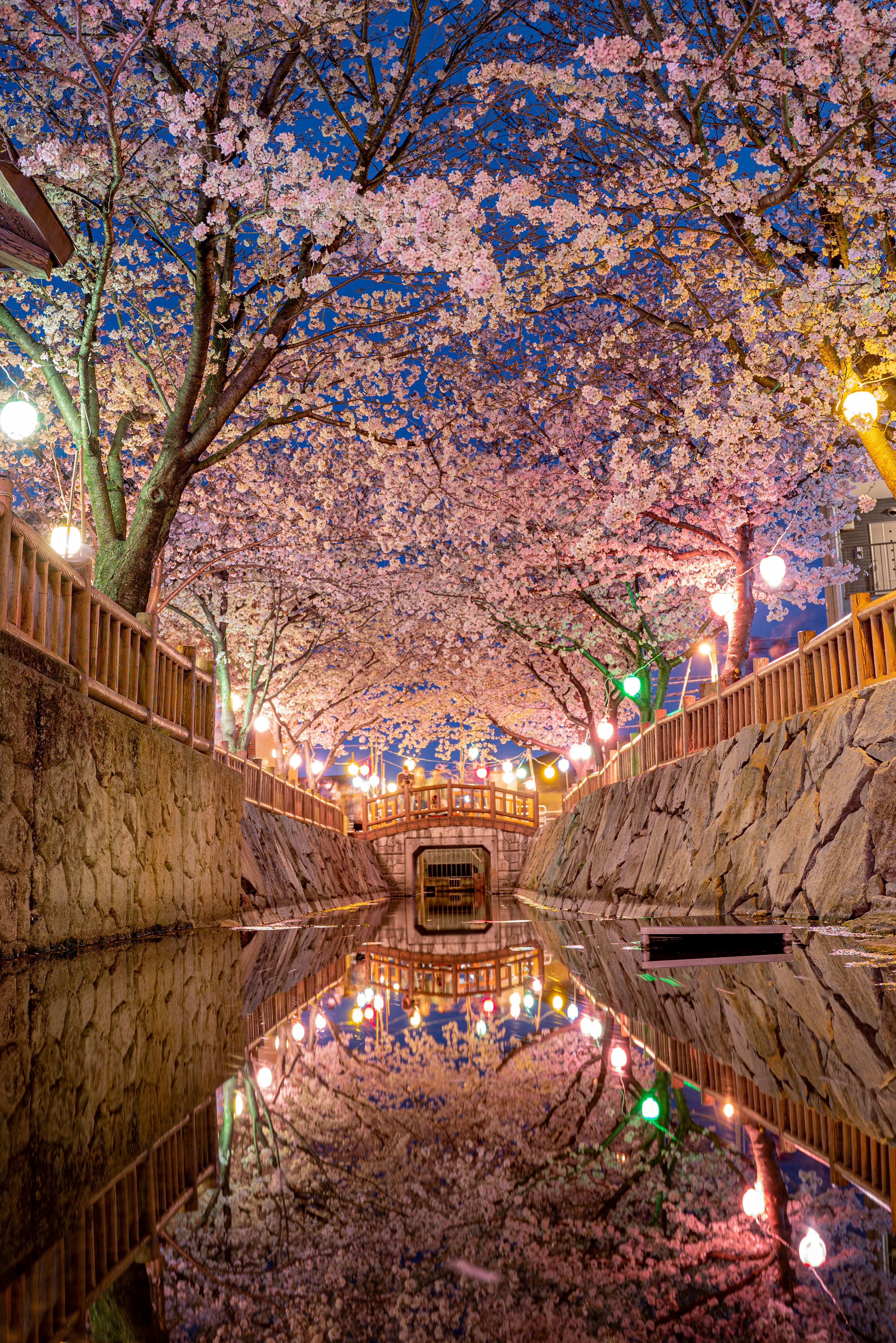 Night view of cherry blossoms over a river Full bloom cherry trees lining the banks with reflections in the water