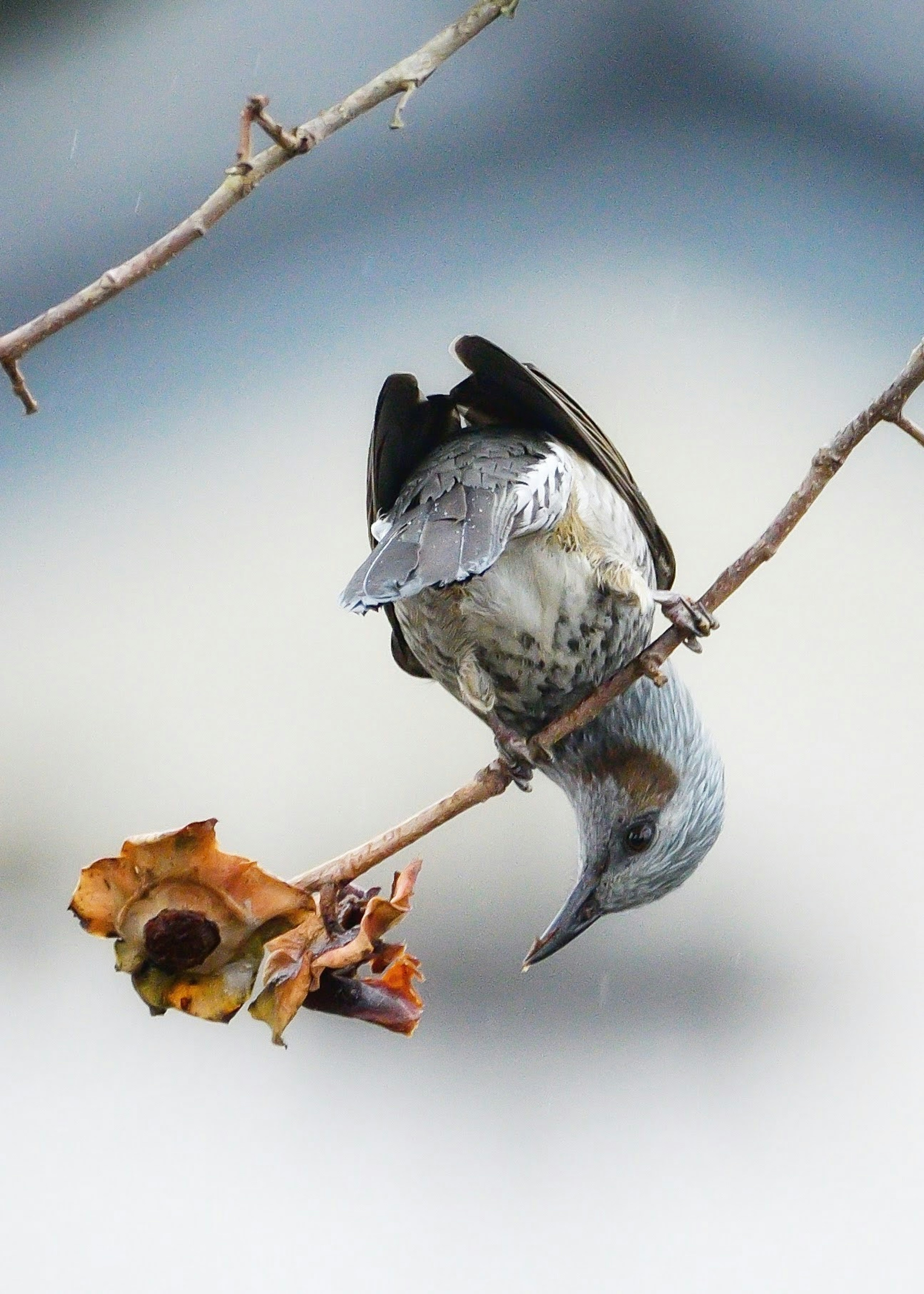 Un uccello blu appeso a testa in giù su un ramo con un frutto