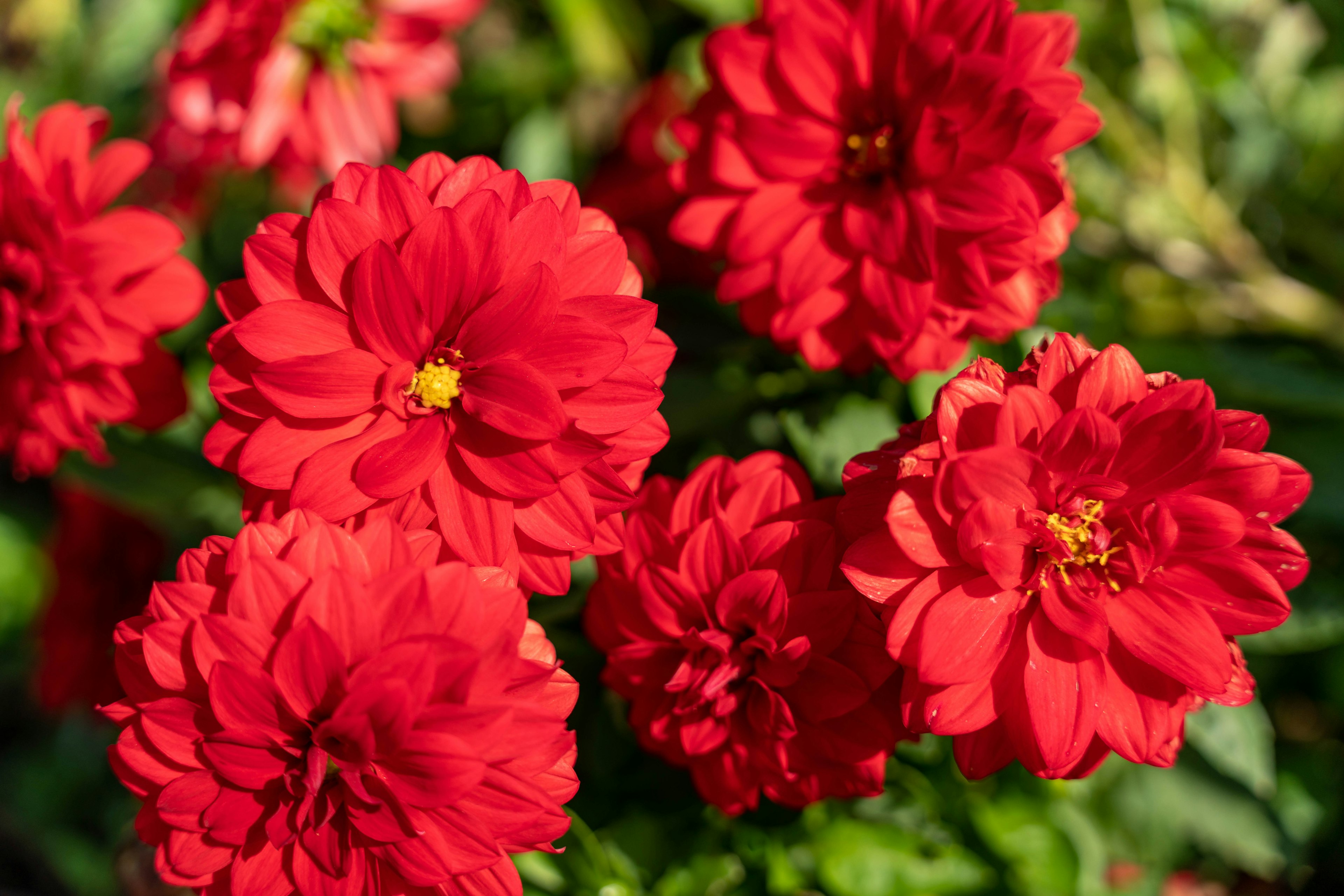 Fiori rossi vibranti che fioriscono in un giardino