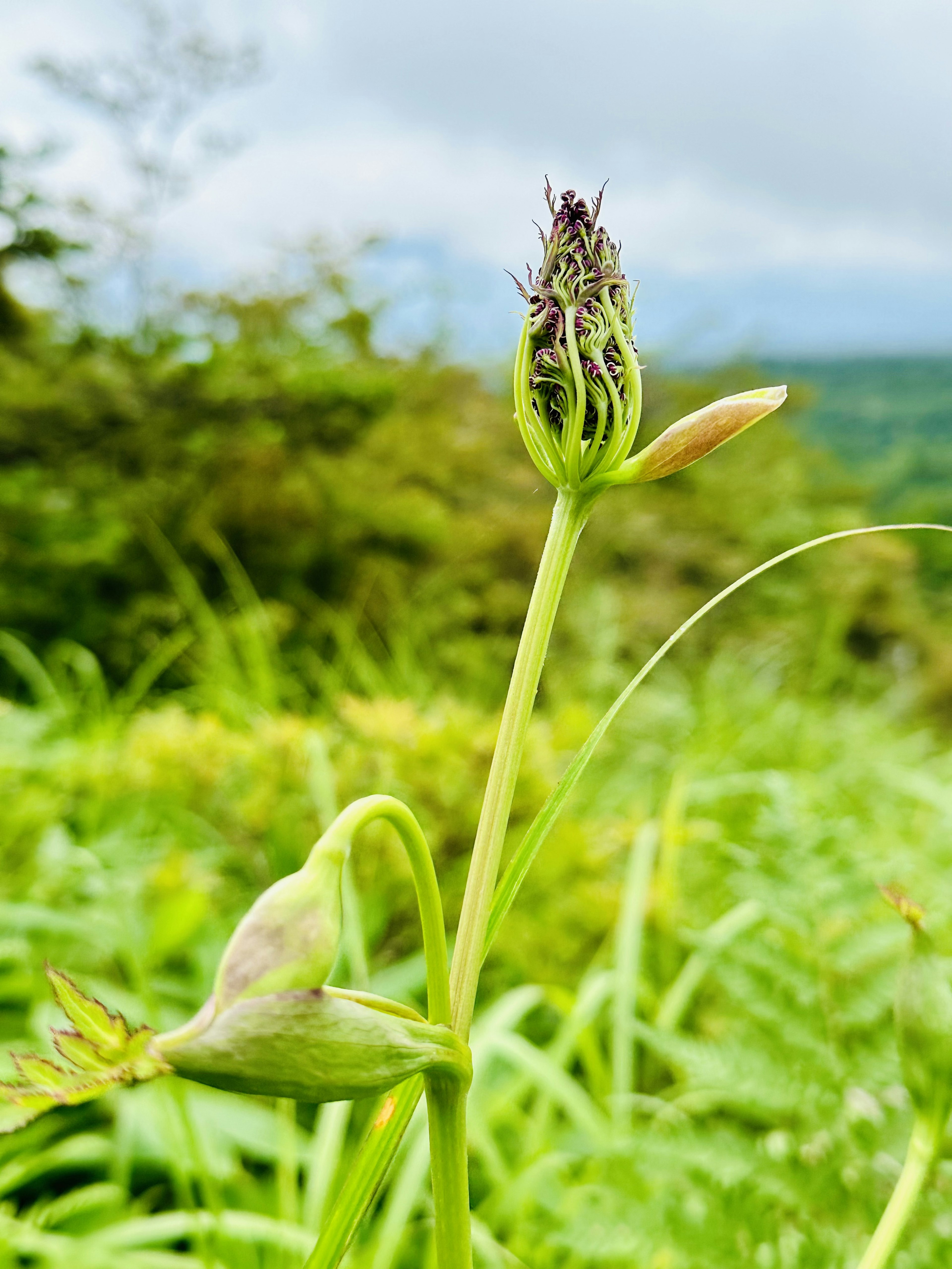 Una planta en brote con hojas verdes bajo un cielo nublado