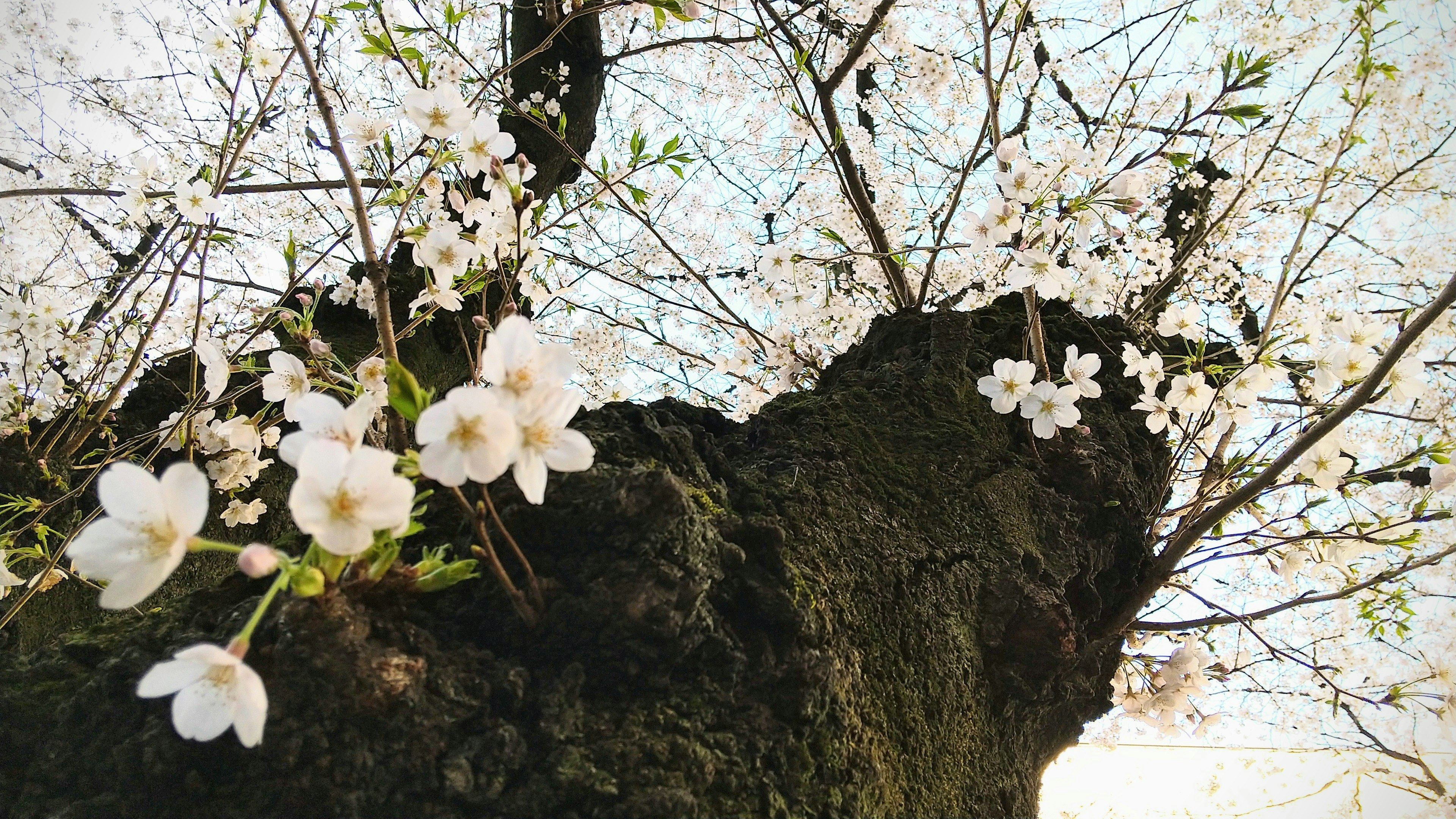 Nahaufnahme eines Kirschbaumstamms mit Blüten