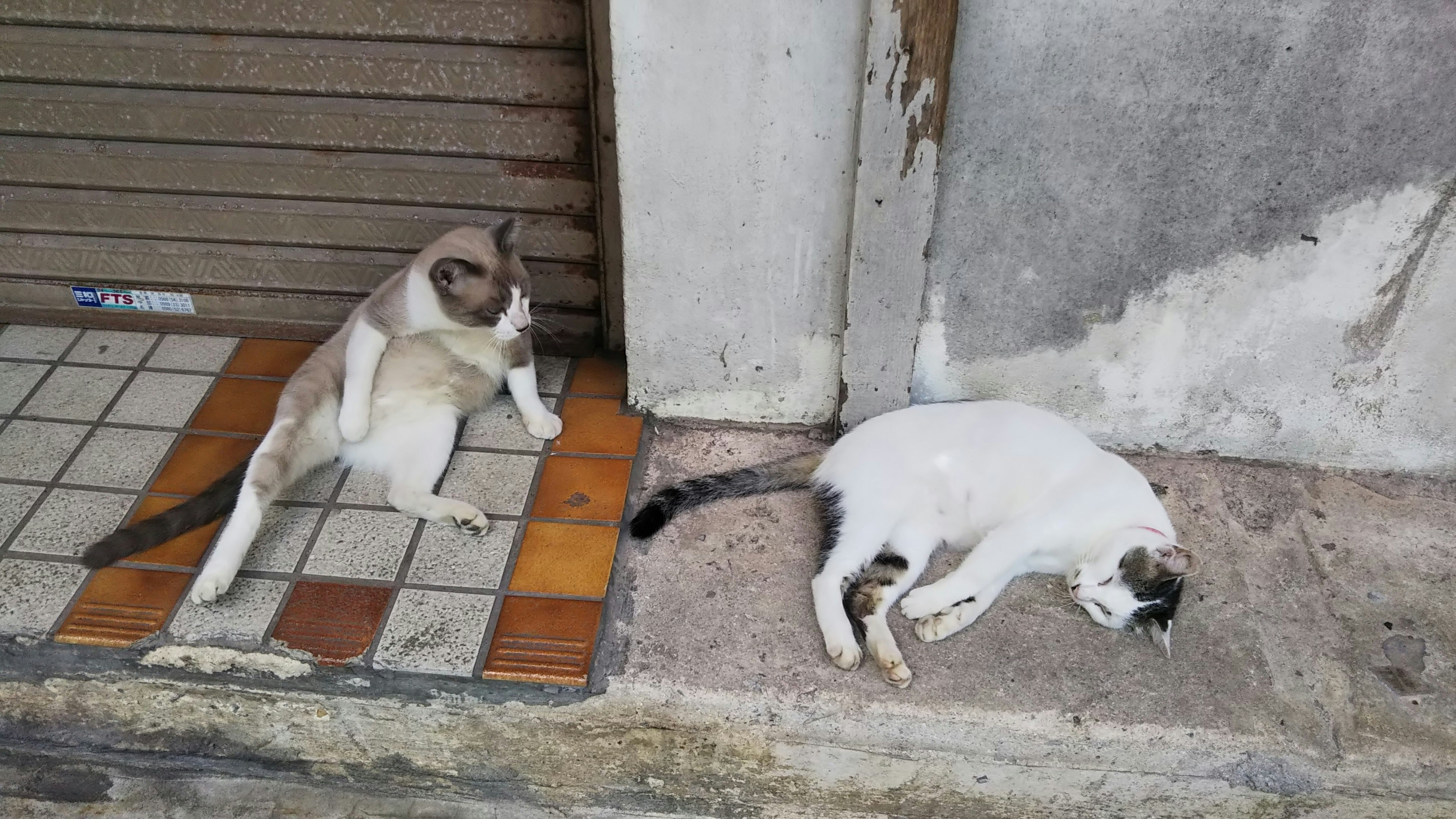 Un mono observando un gato dormido en la acera