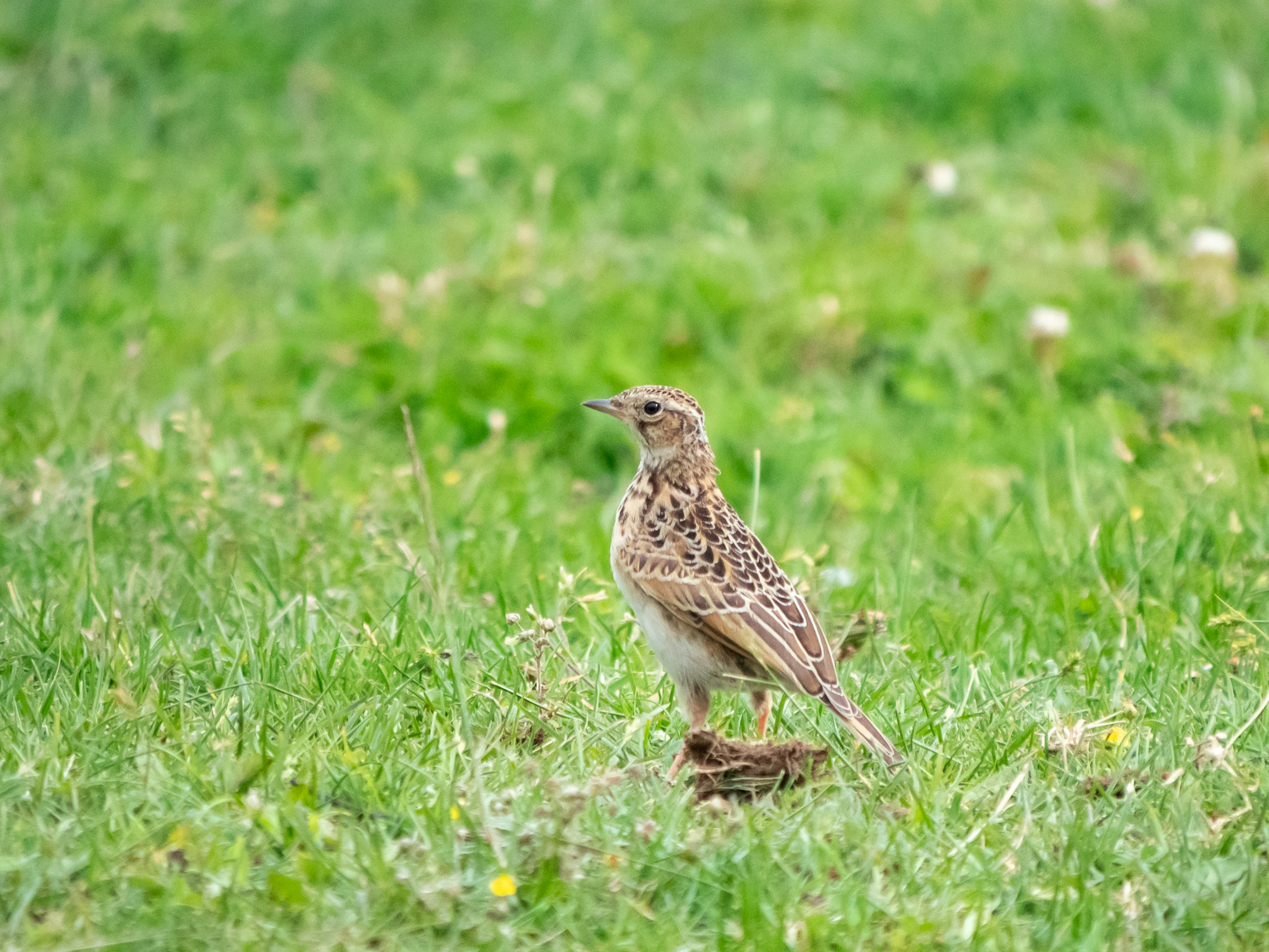 Un pequeño pájaro moteado de pie sobre la hierba