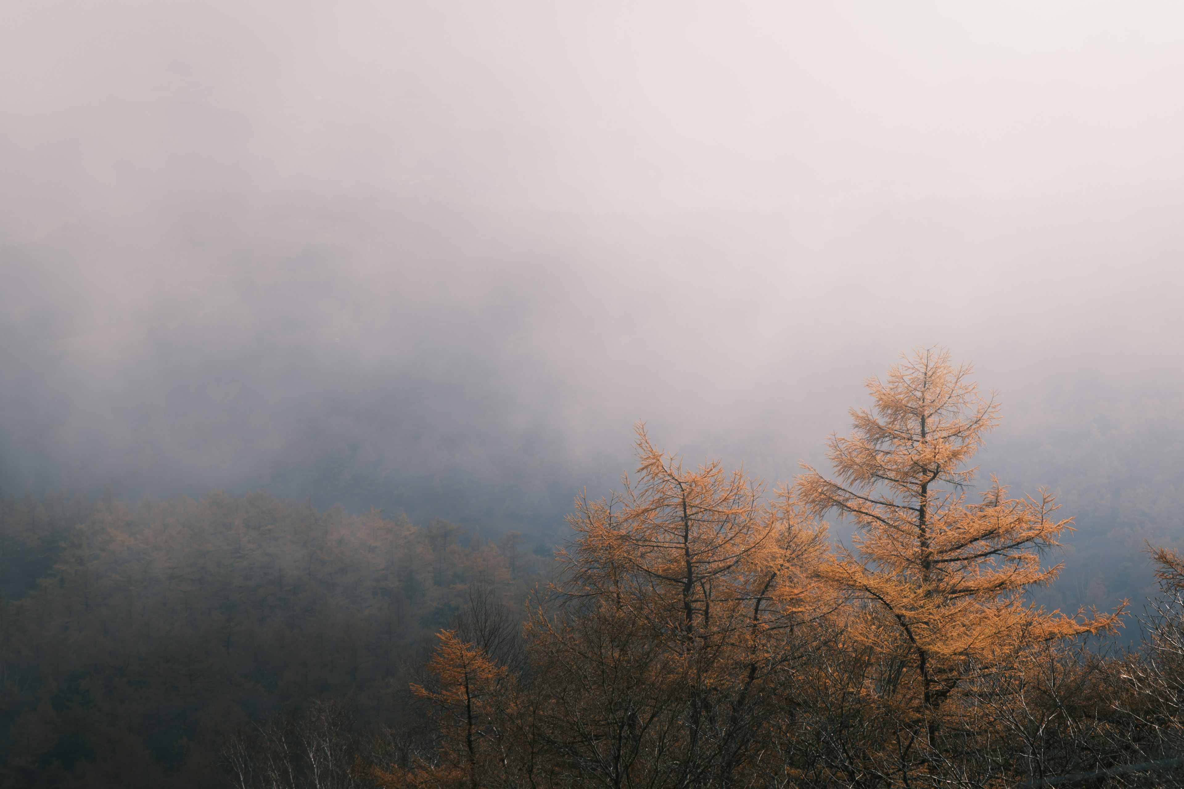 霧中秋天的樹木風景