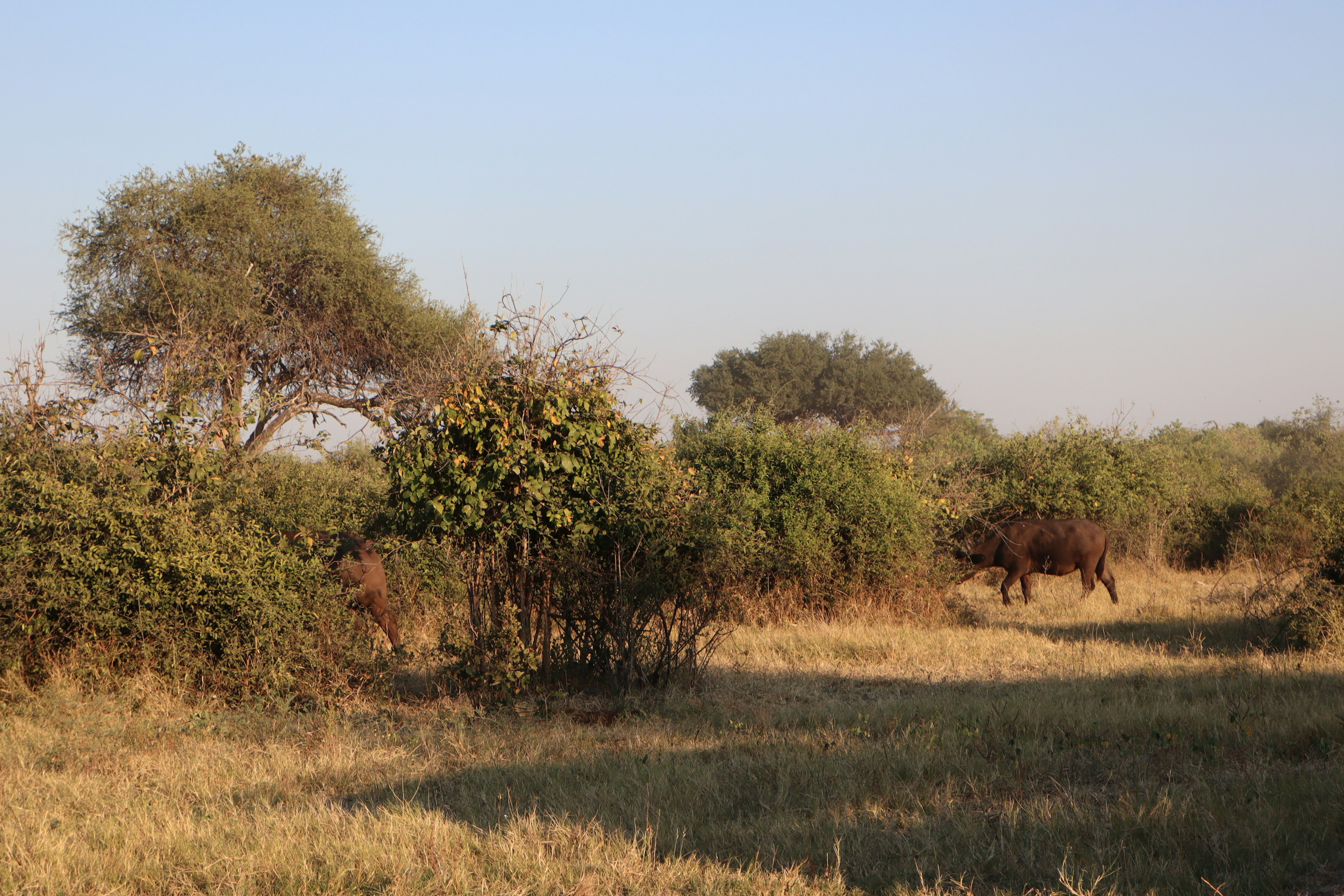 Wild cattle in a savannah landscape surrounded by green bushes