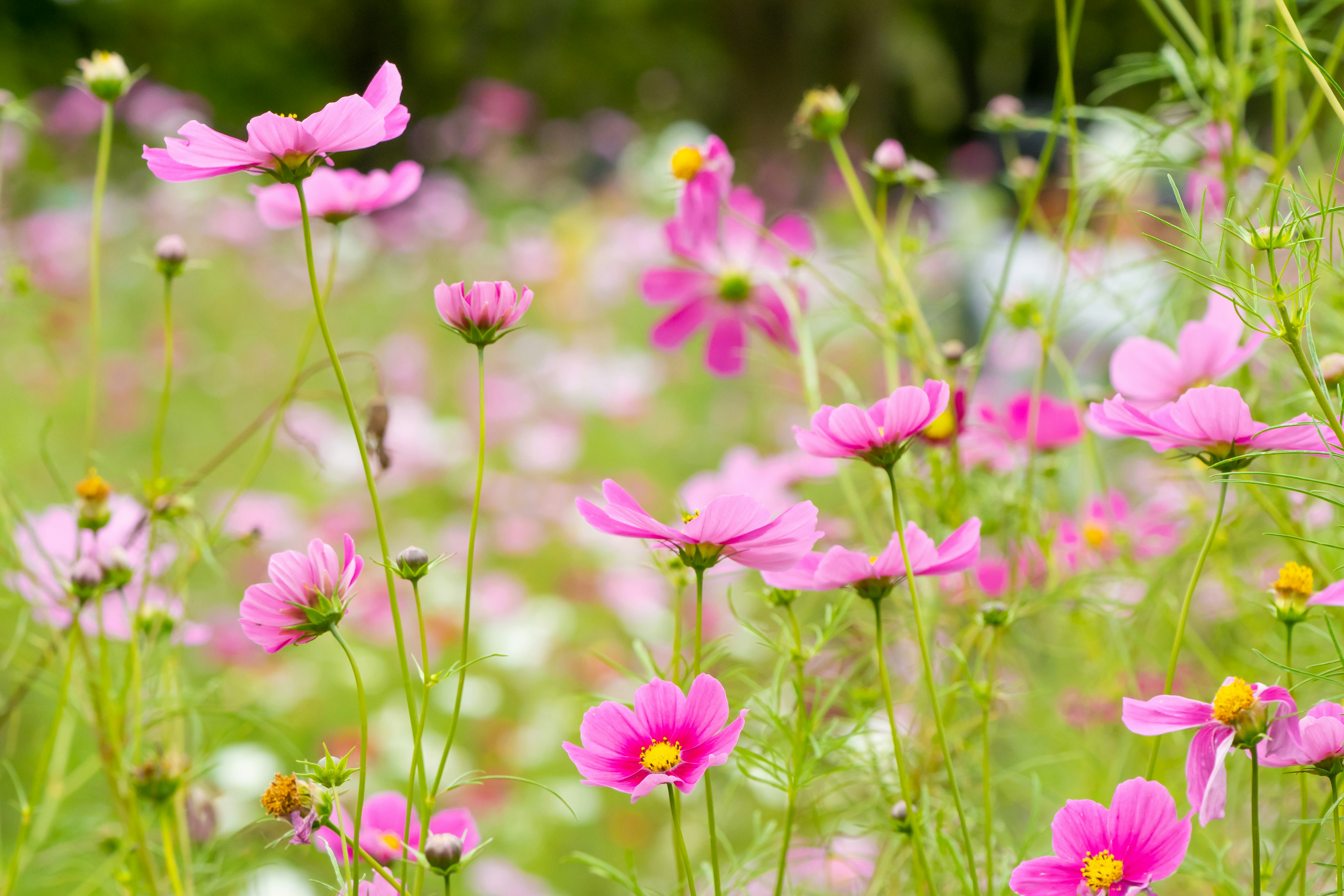 Un hermoso campo de flores con flores rosas vibrantes en flor