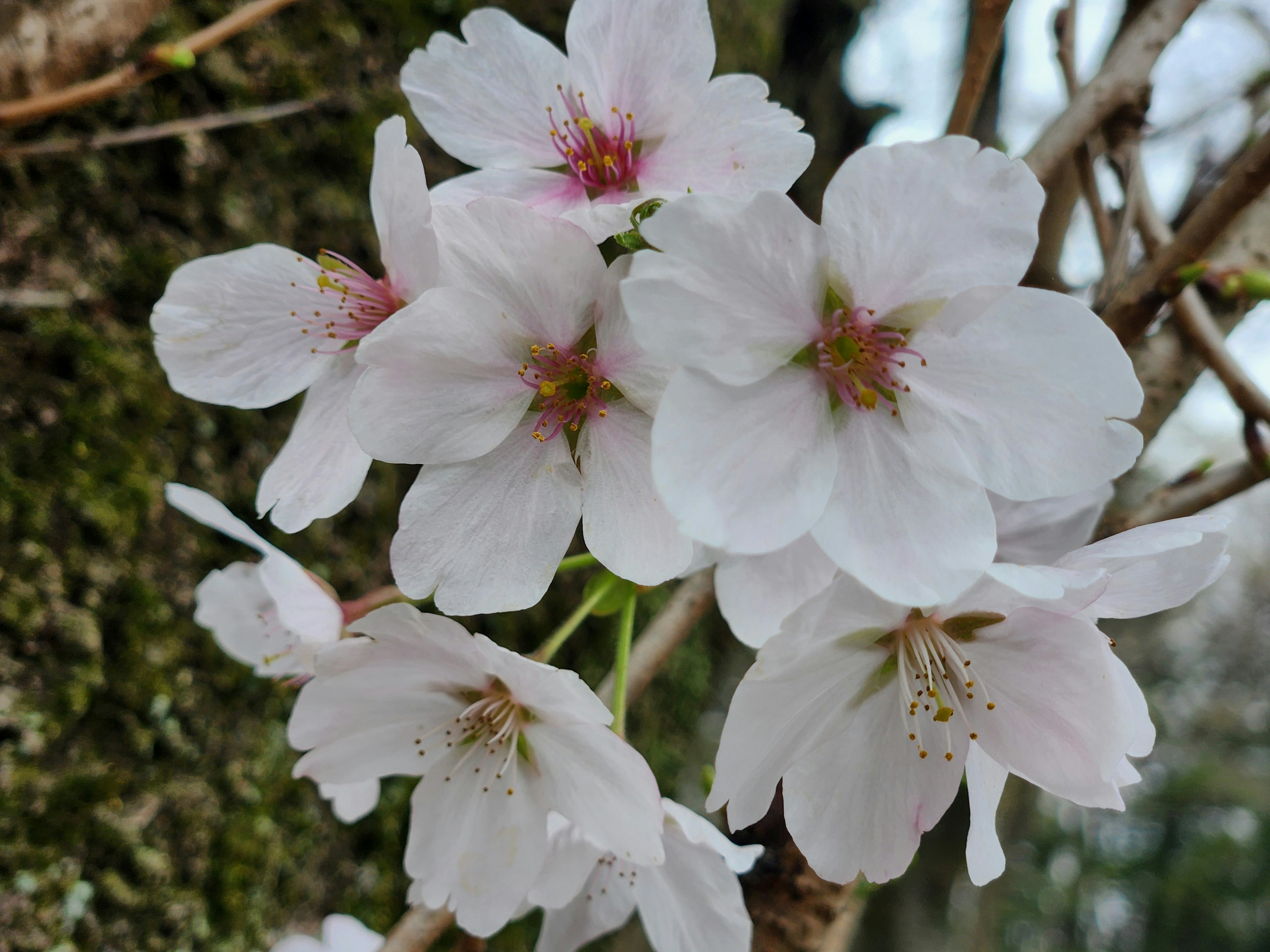 桜の花が白い花弁とピンクの中心で咲いている