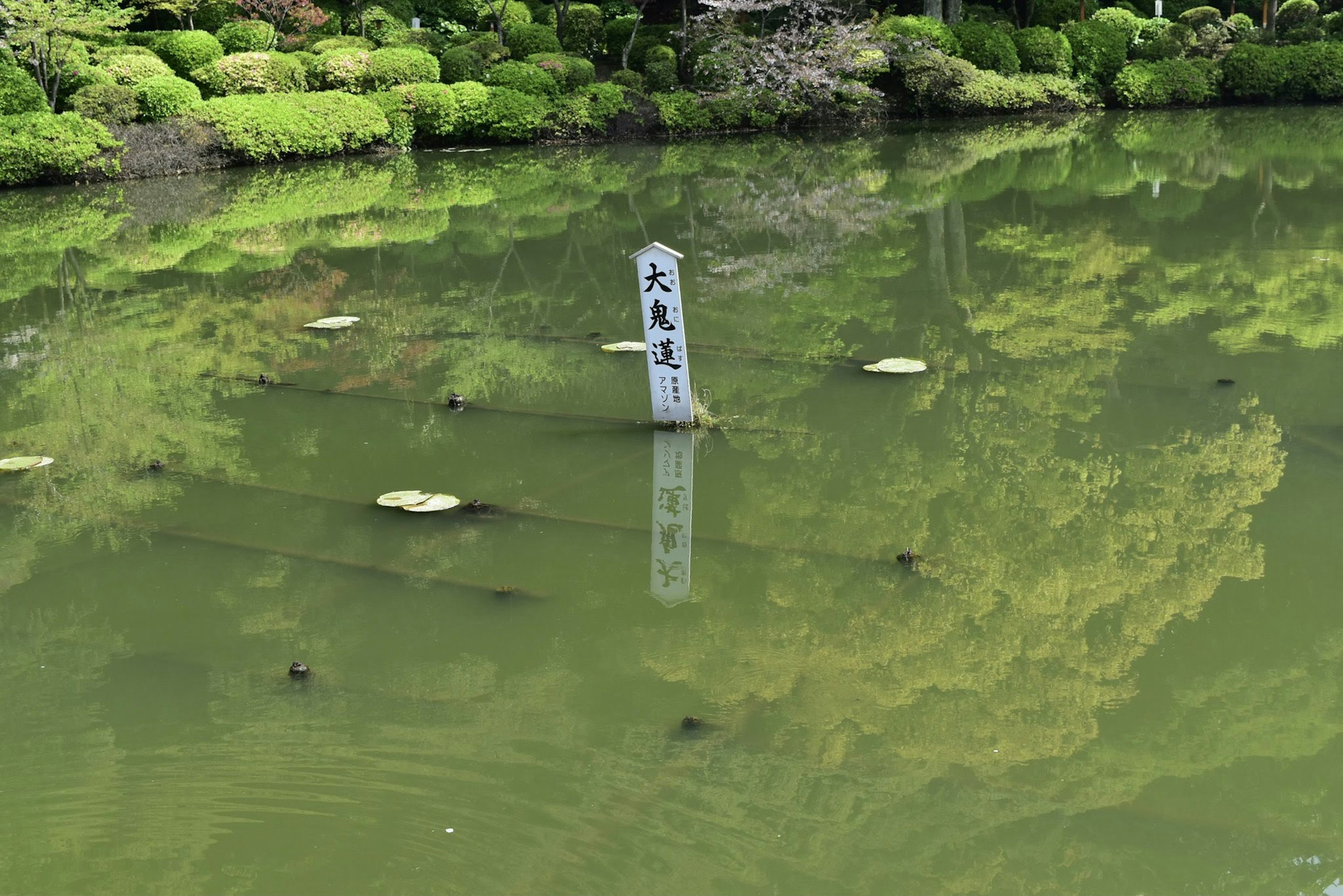 Monumento de piedra en un estanque con lirios y reflejos verdes