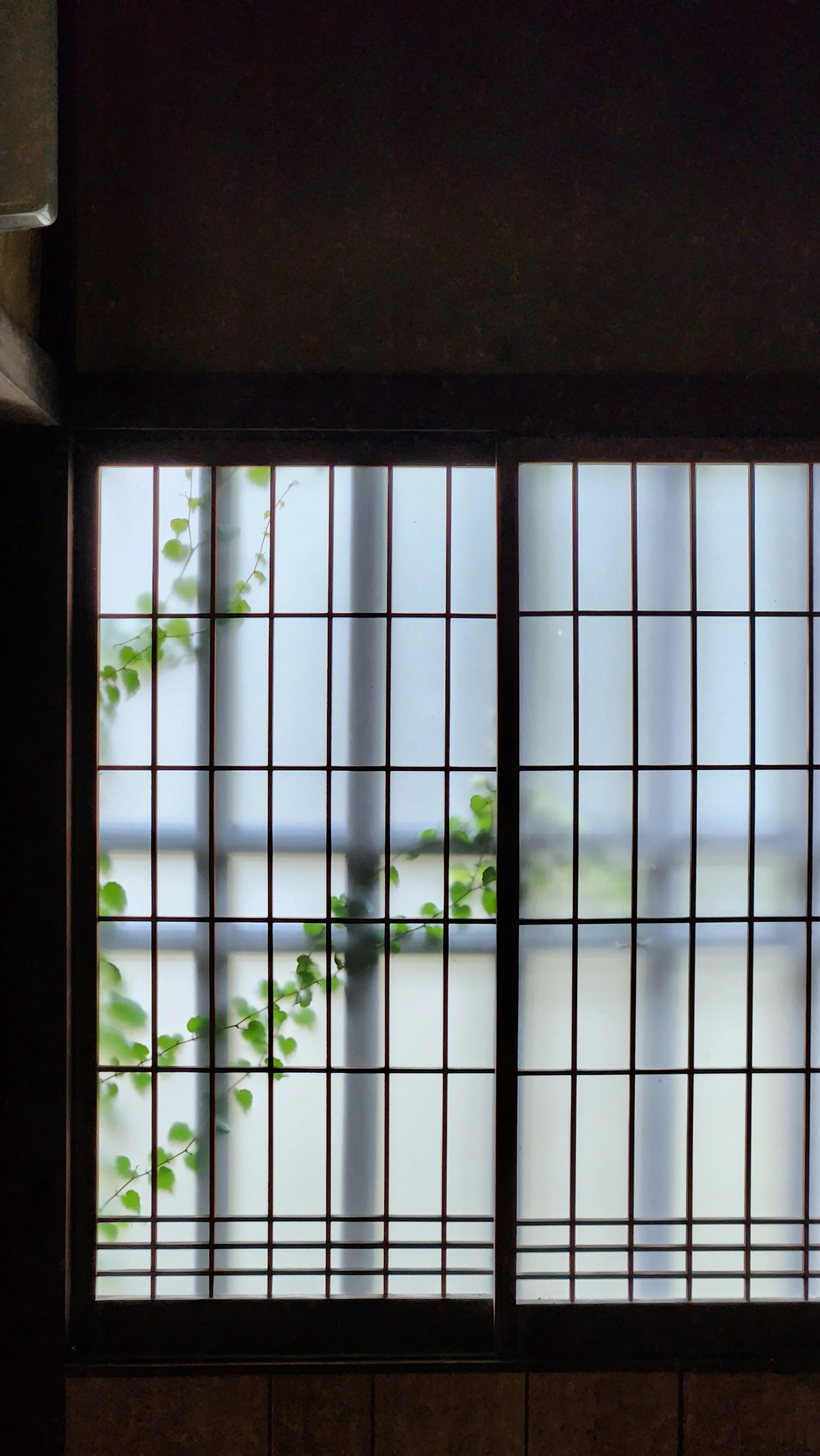 Ventana tradicional con una vid verde visible