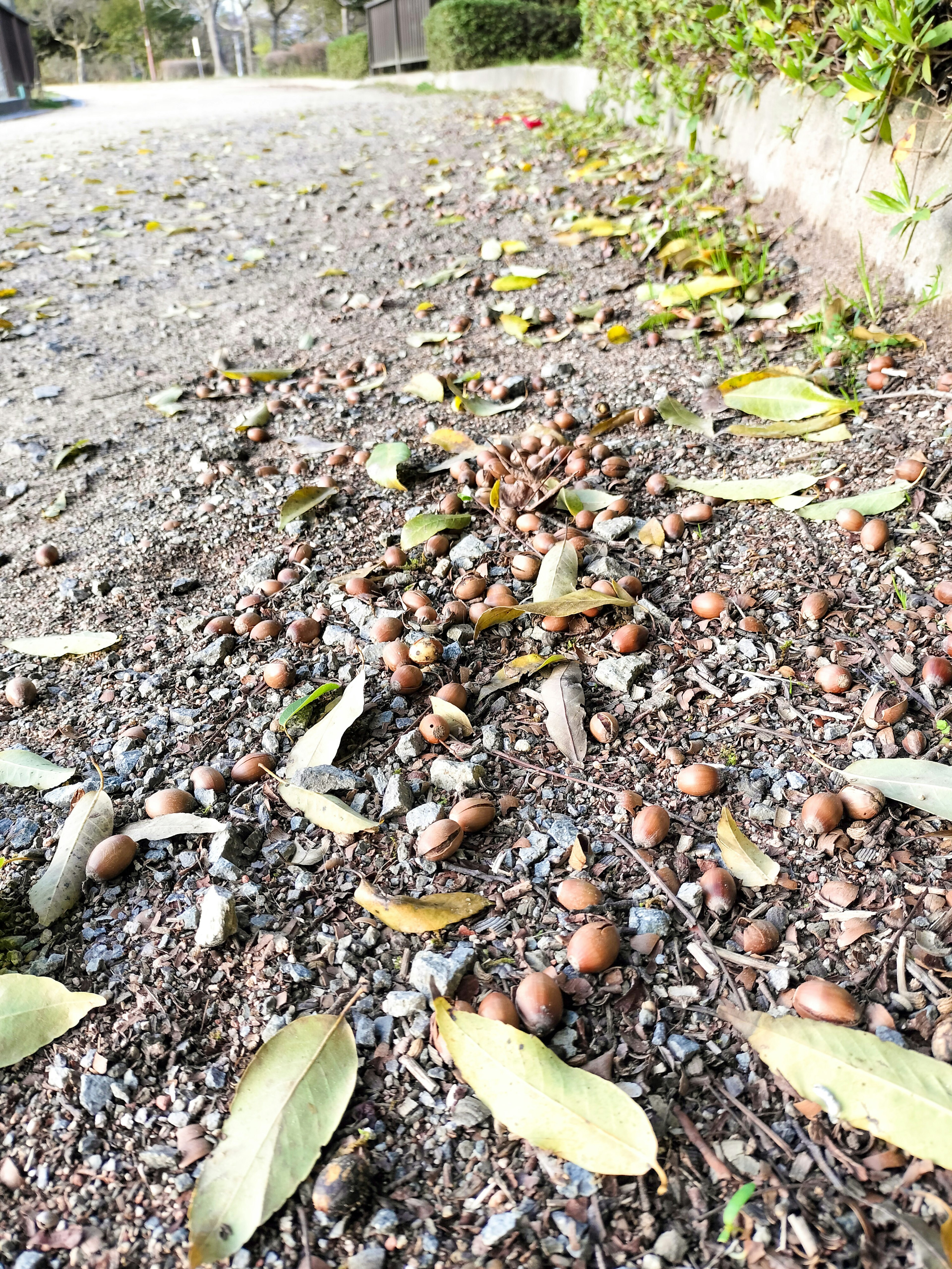 Ground covered with fallen nuts and leaves along a pathway