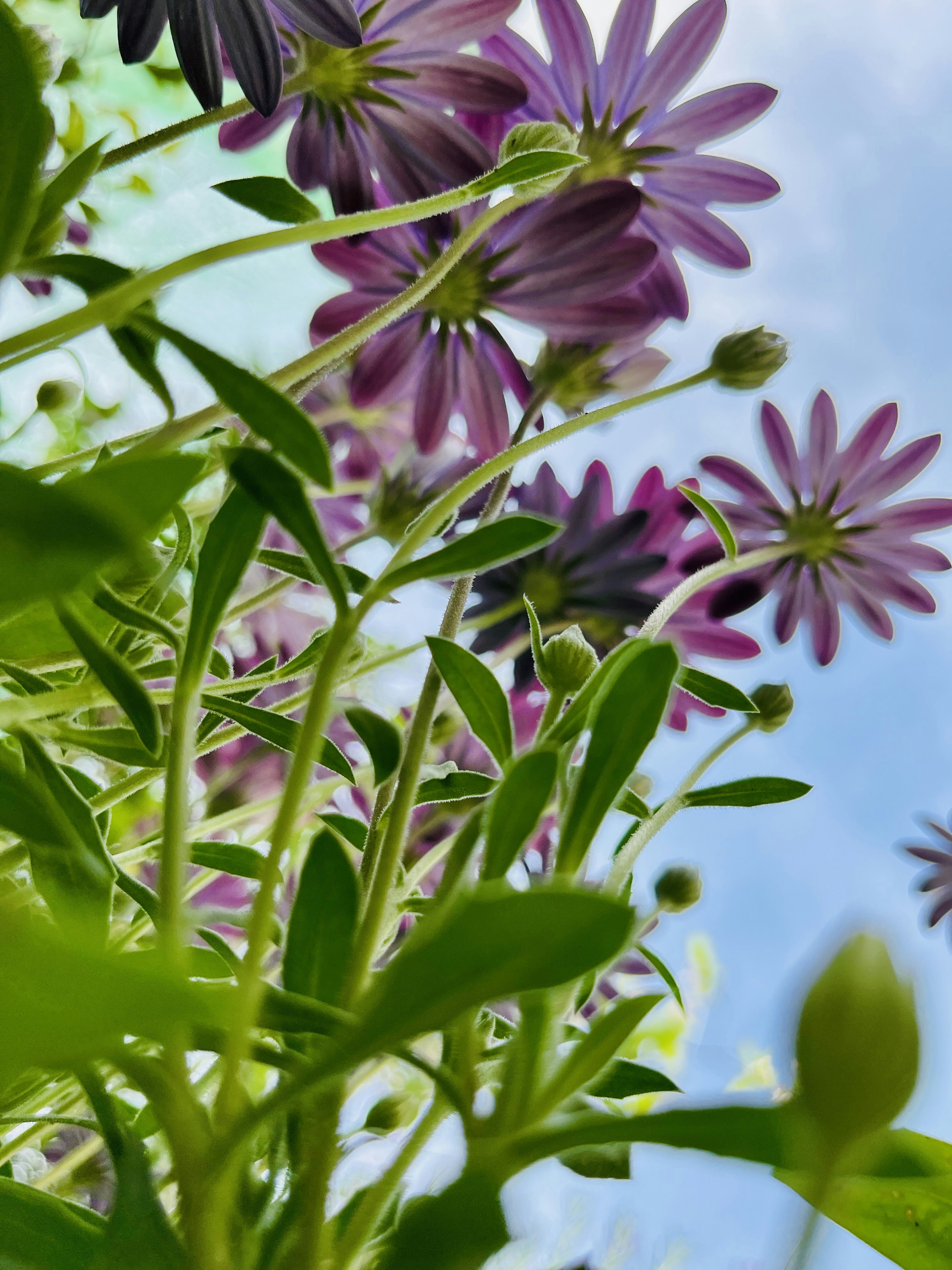 紫色の花と緑の葉の近接写真