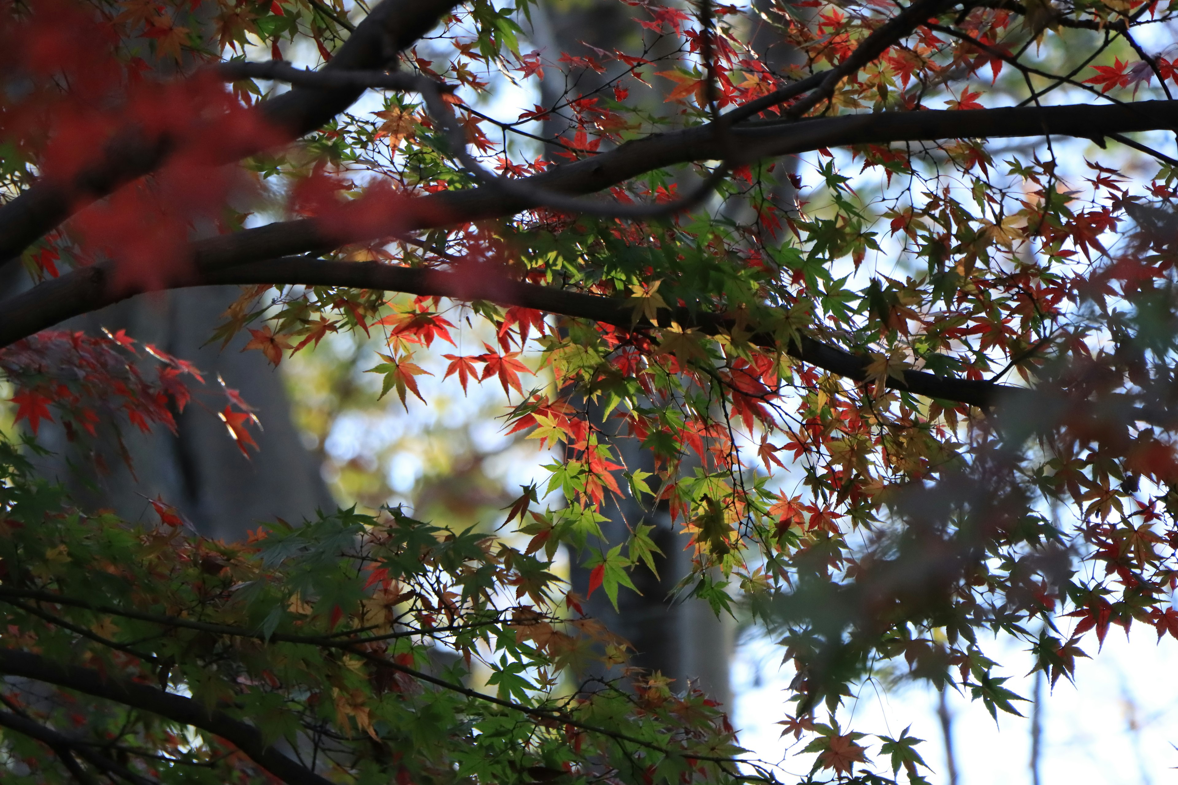 Close-up of colorful autumn leaves on tree branches