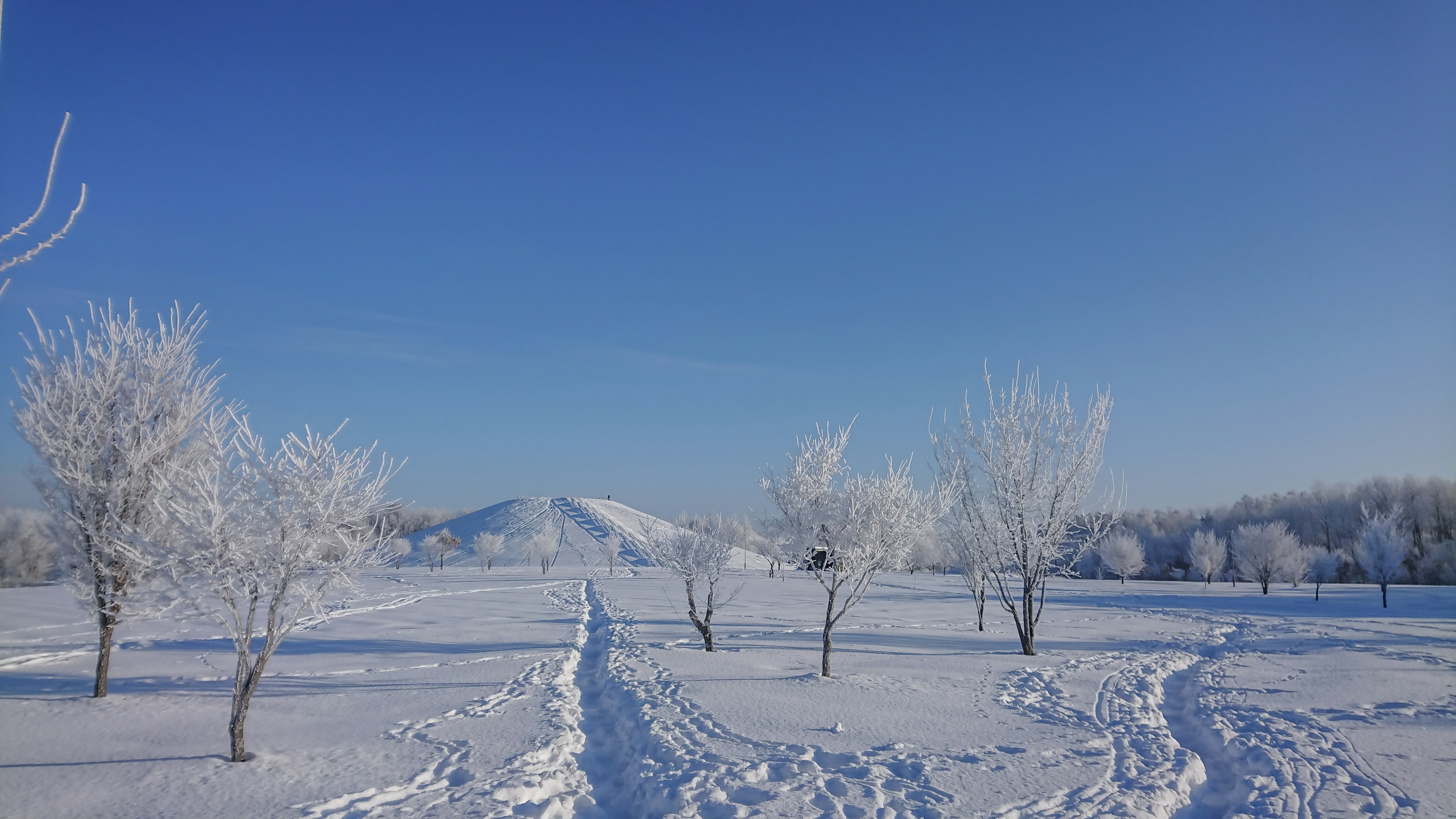 雪に覆われた風景と青空の下の木々