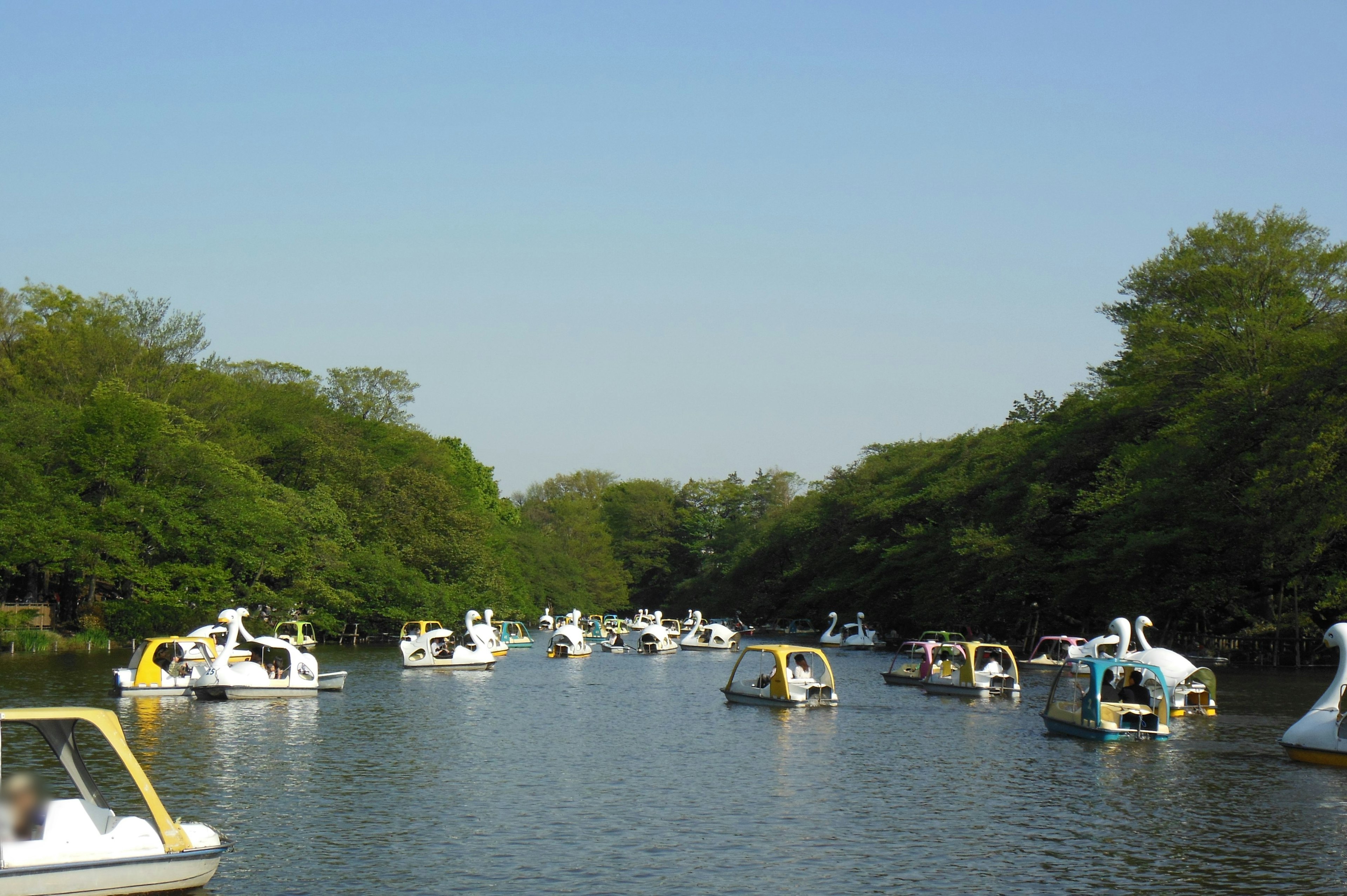 A serene lake surrounded by greenery with swan-shaped paddle boats