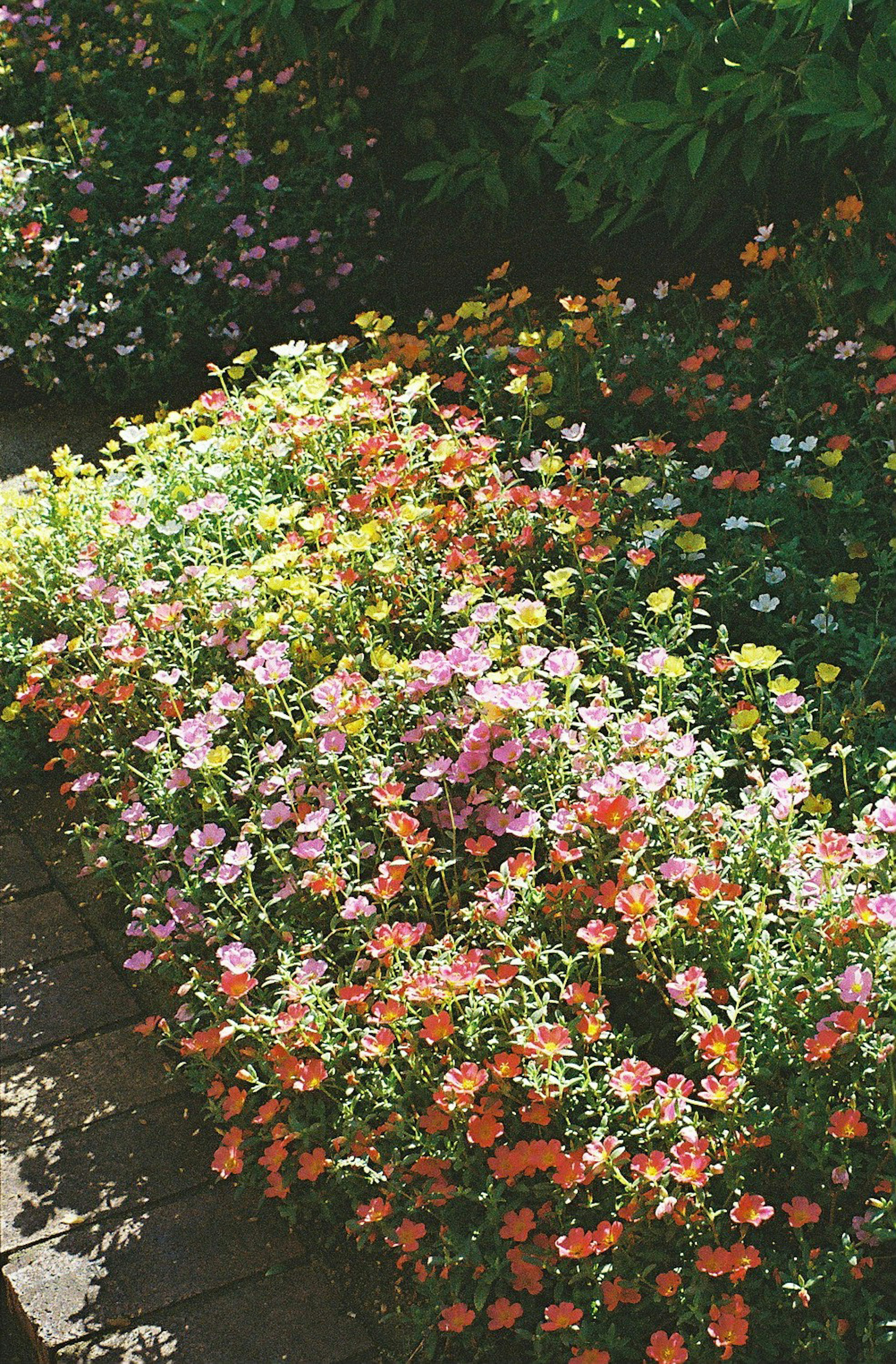 色とりどりの花が咲く庭の景色