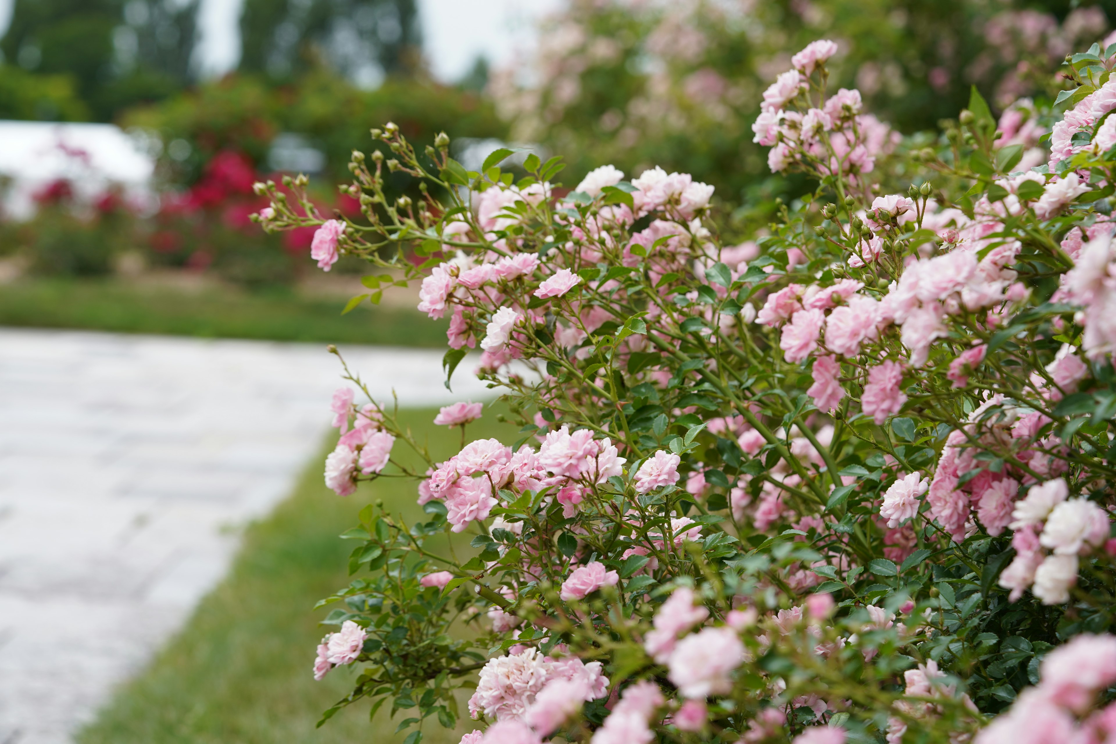 ピンクの花が咲いている庭の風景