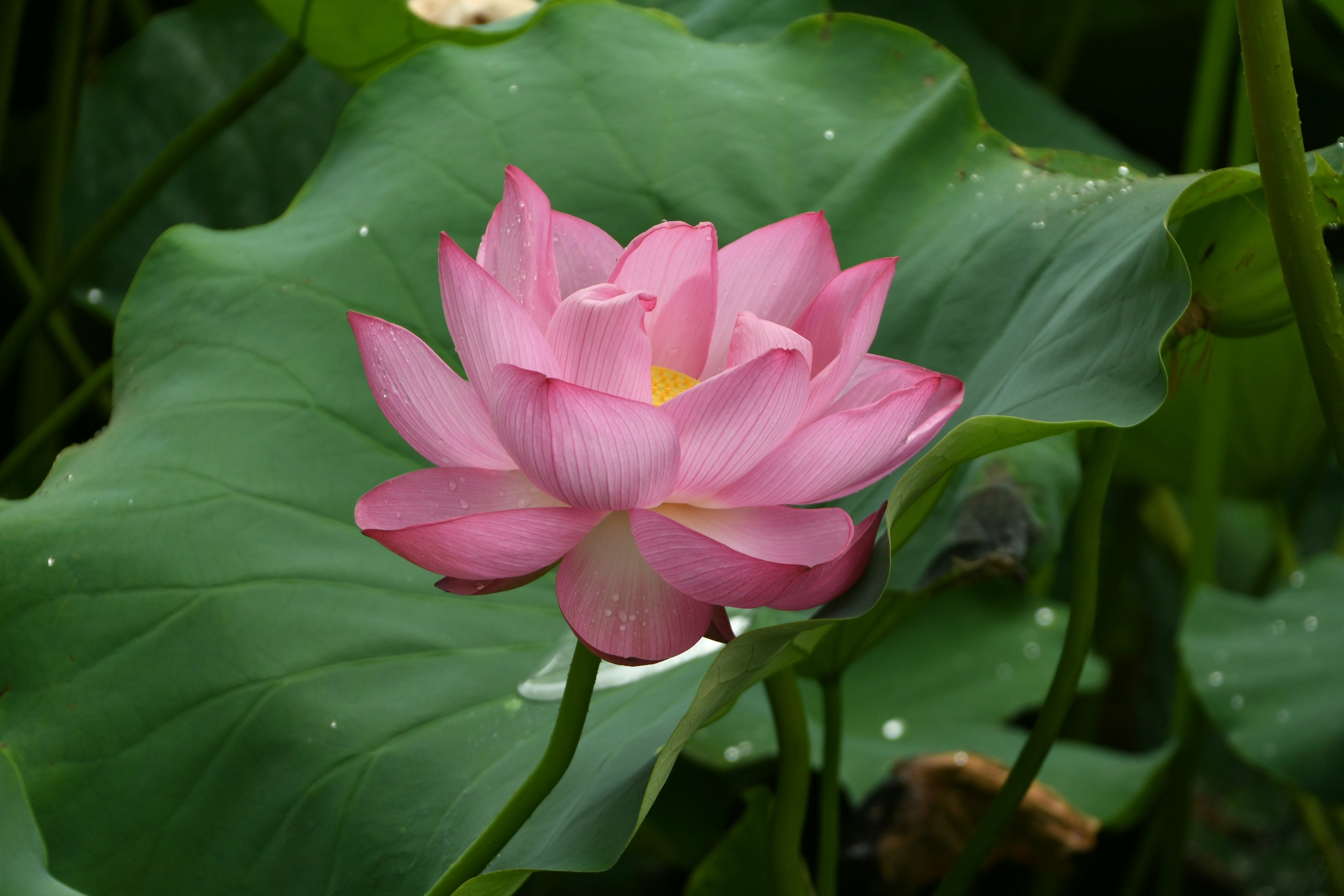 Beautiful pink lotus flower blooming on green leaves