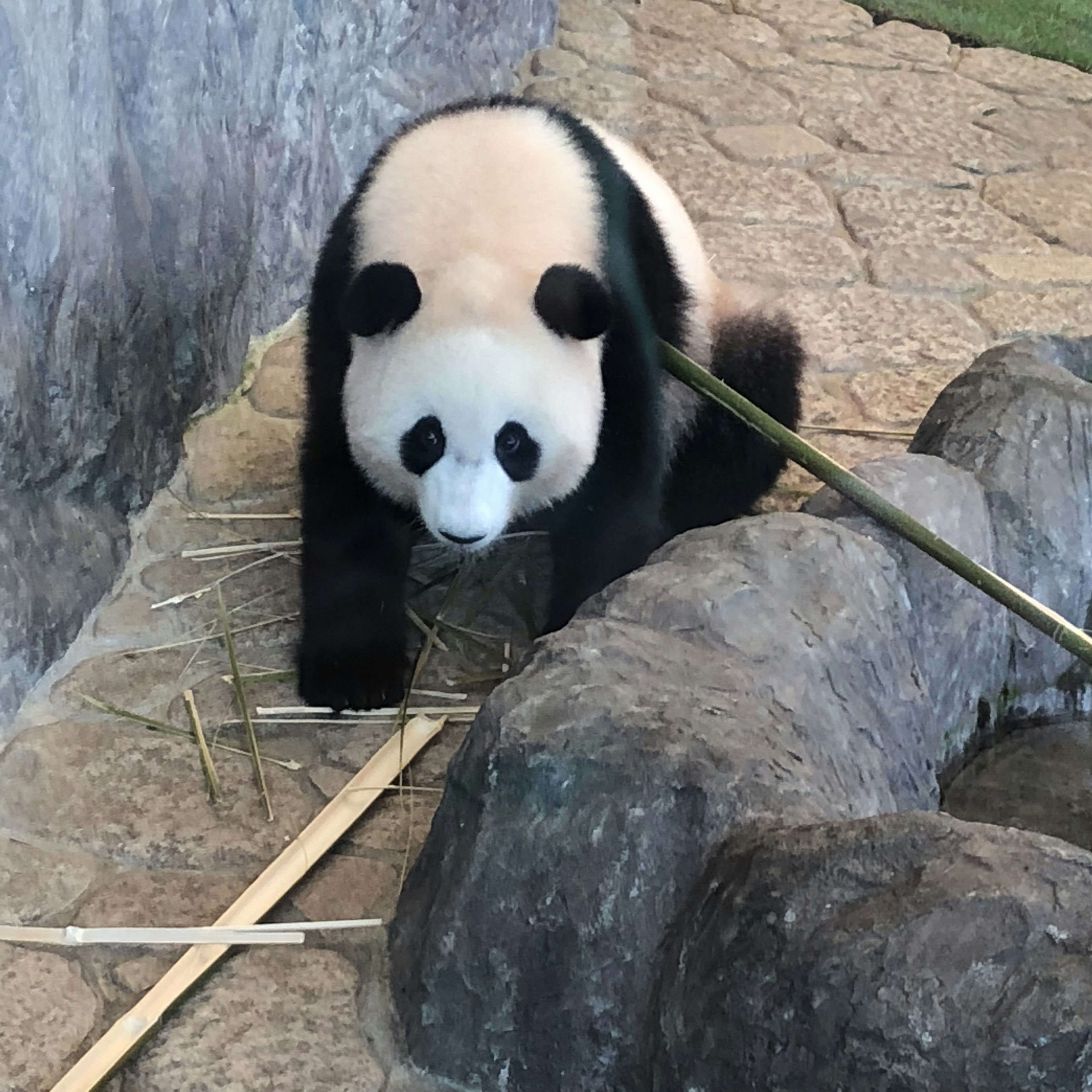 Seekor panda bermain dengan bambu di kebun binatang