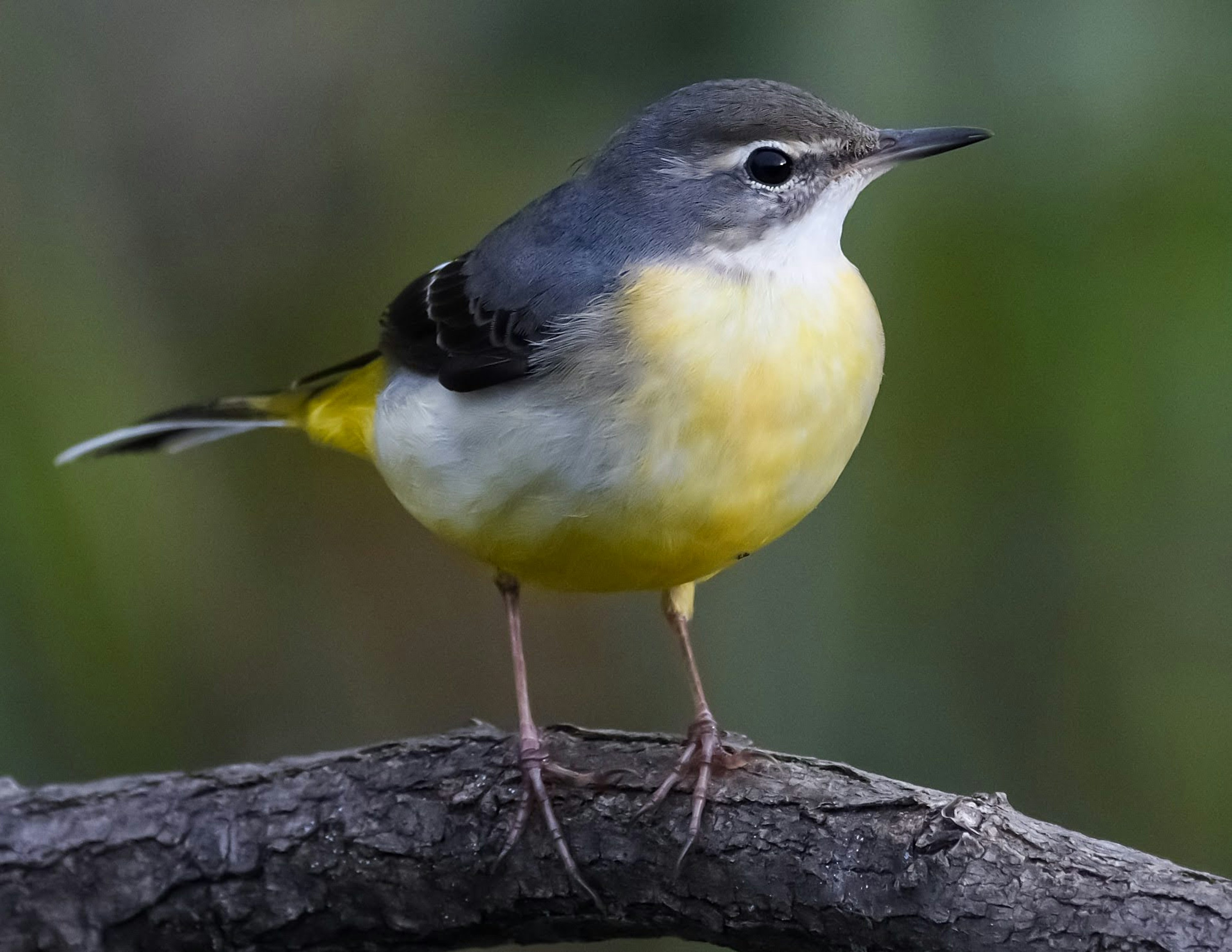 Seekor burung kecil dengan perut kuning yang indah bertengger di dahan